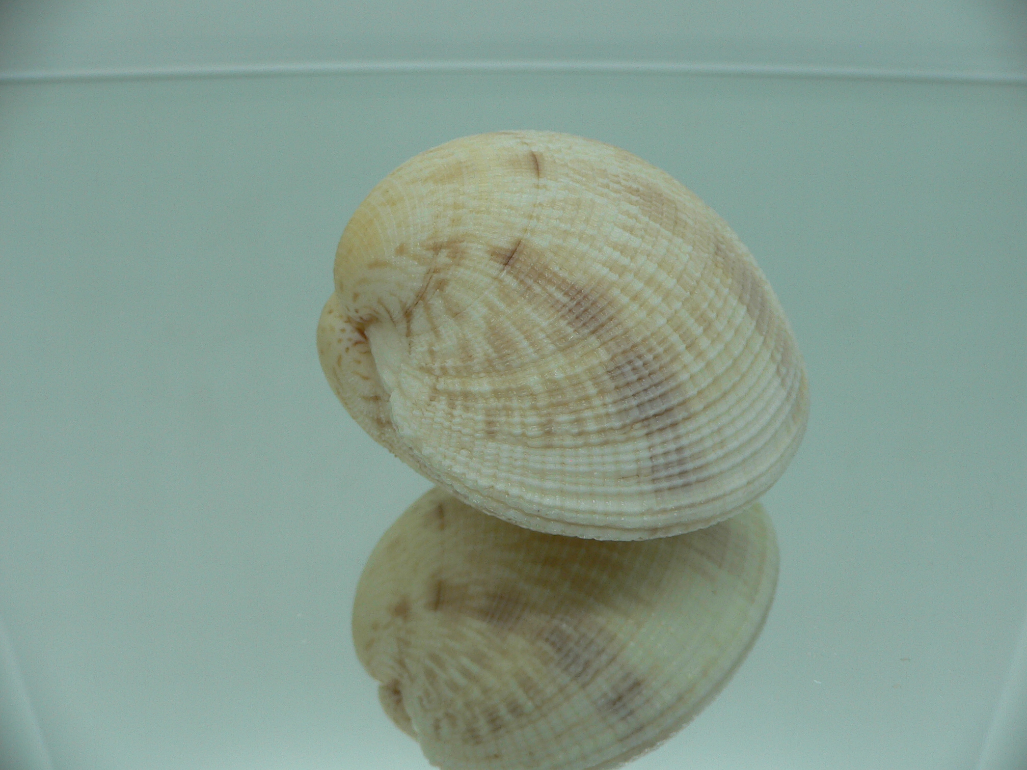 Antigona sowerbyi GLOBOSE