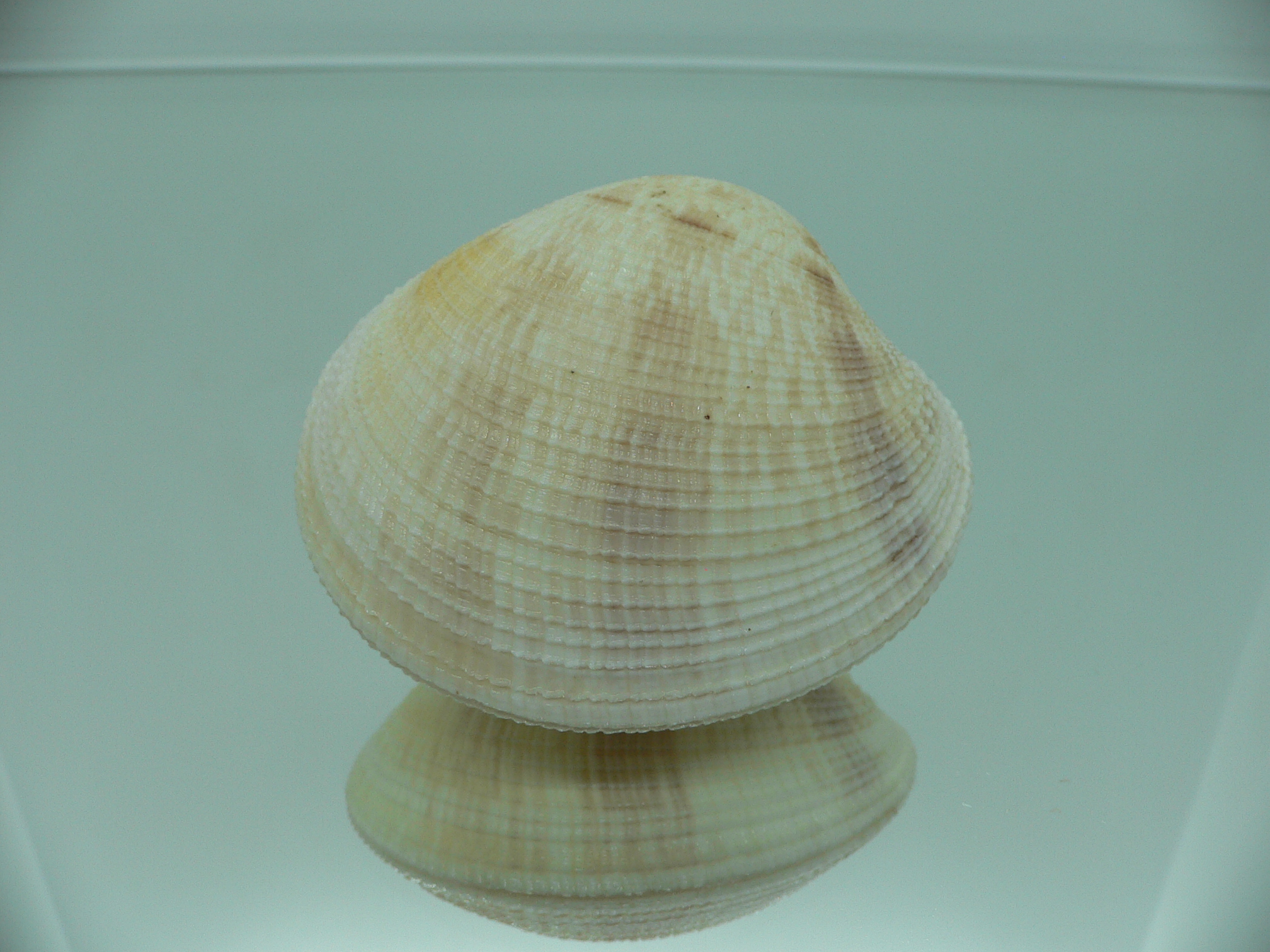 Antigona sowerbyi GLOBOSE