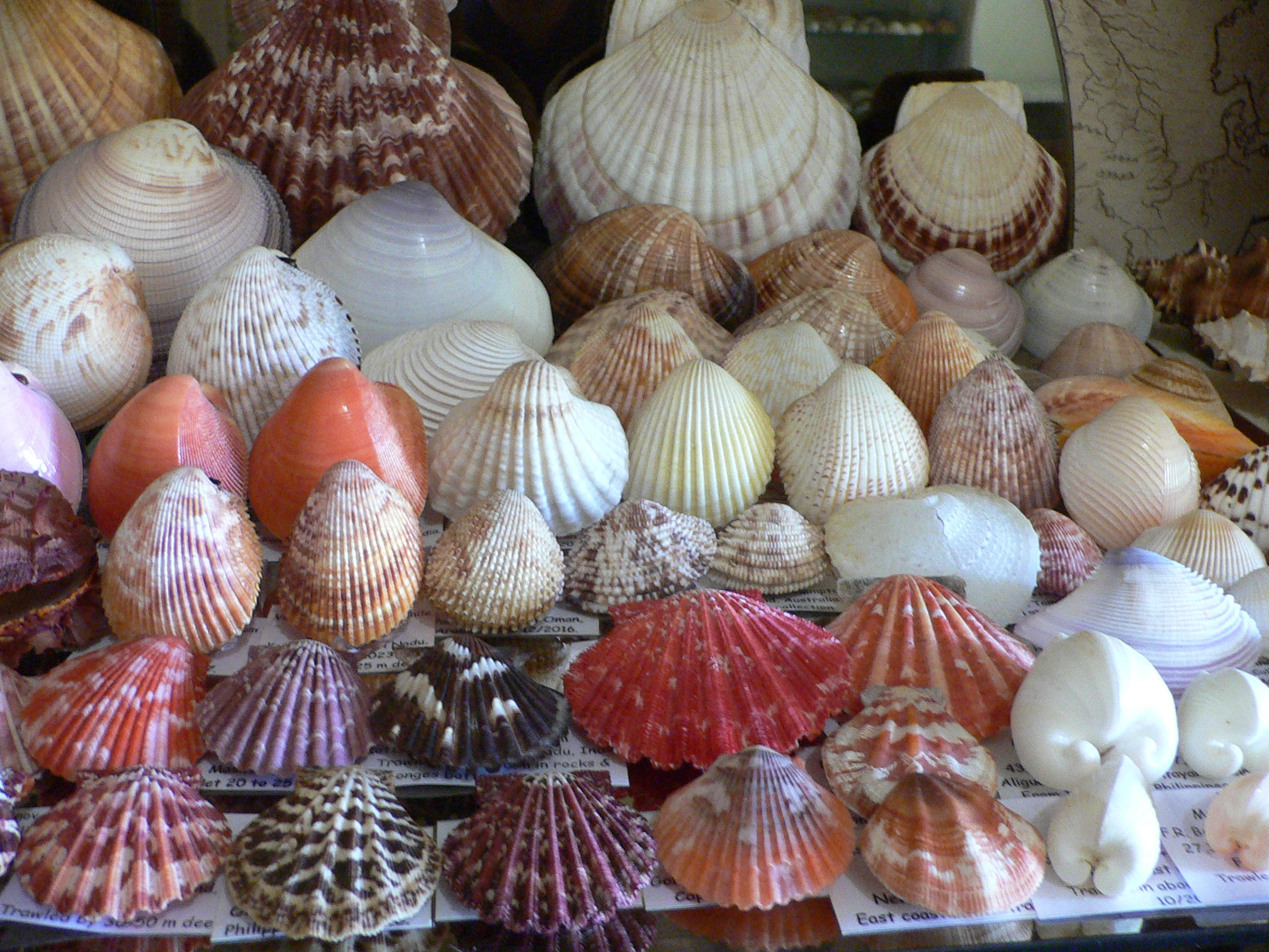 Antigona sowerbyi GLOBOSE