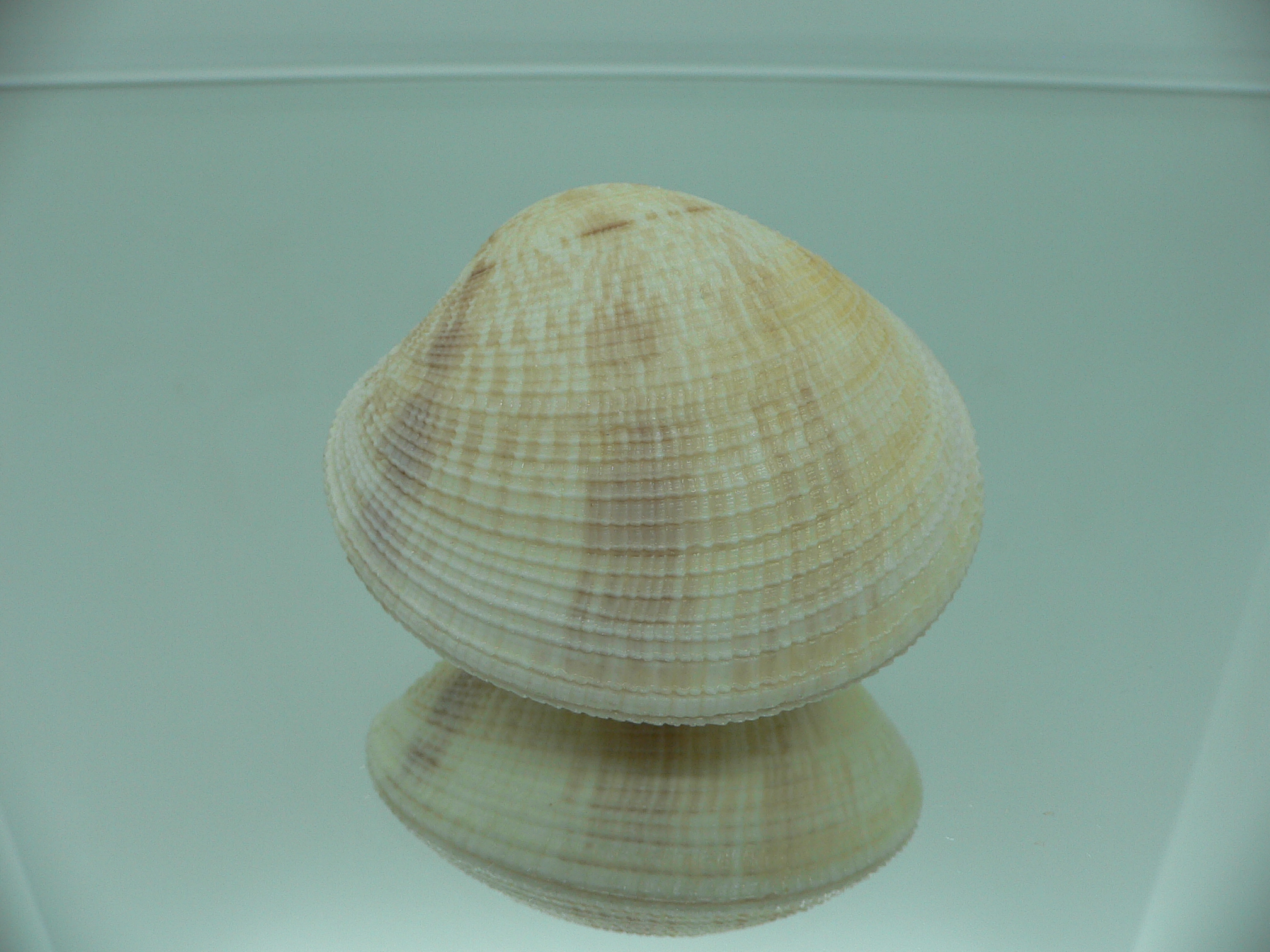 Antigona sowerbyi GLOBOSE