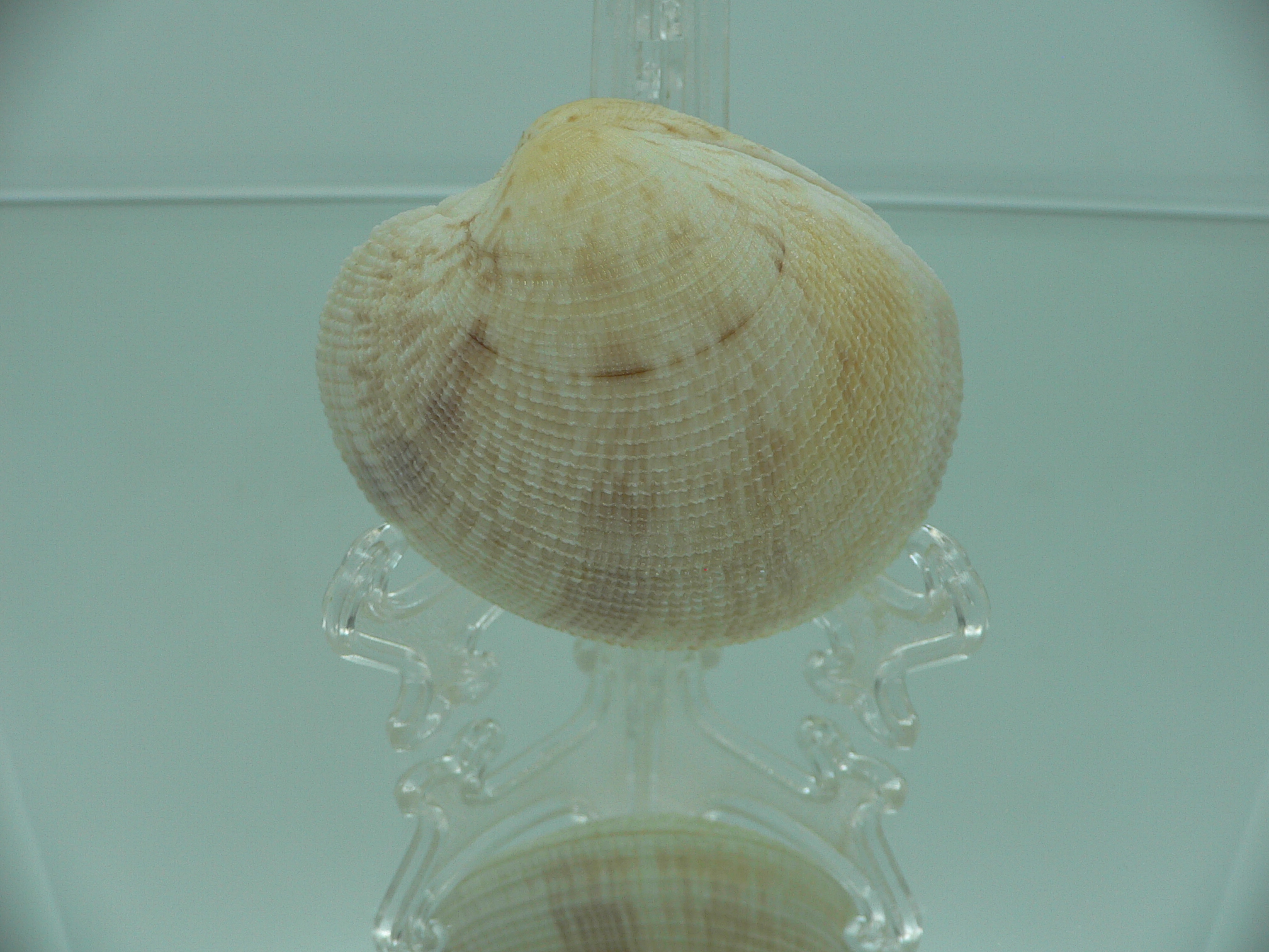 Antigona sowerbyi GLOBOSE