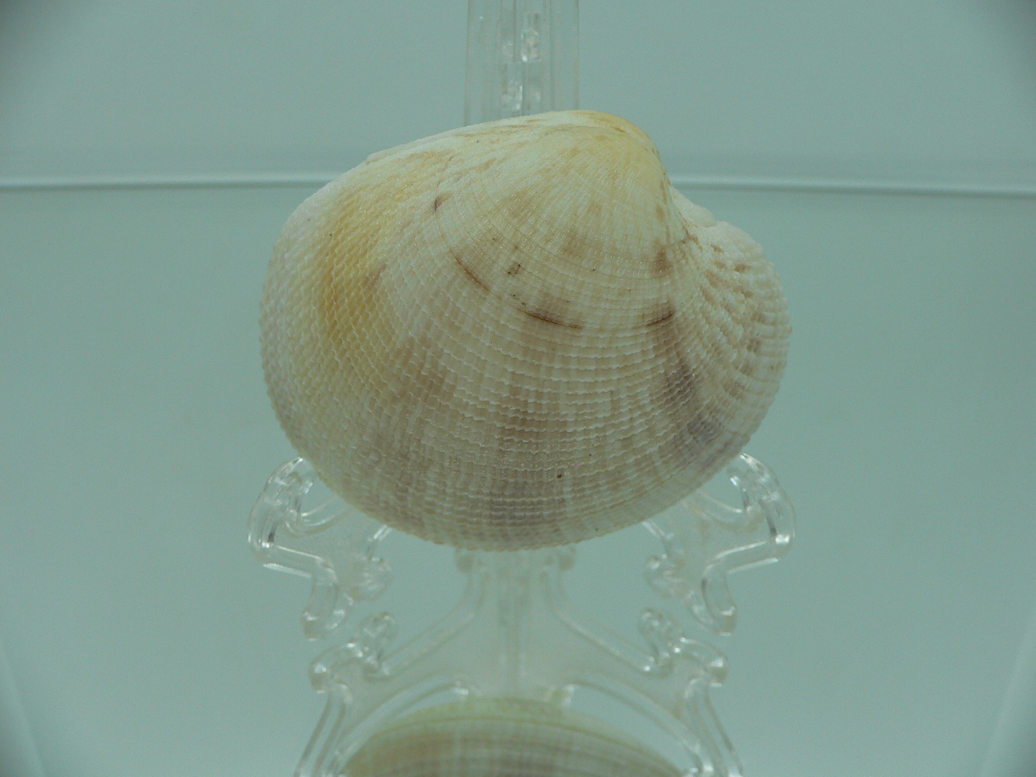 Antigona sowerbyi GLOBOSE