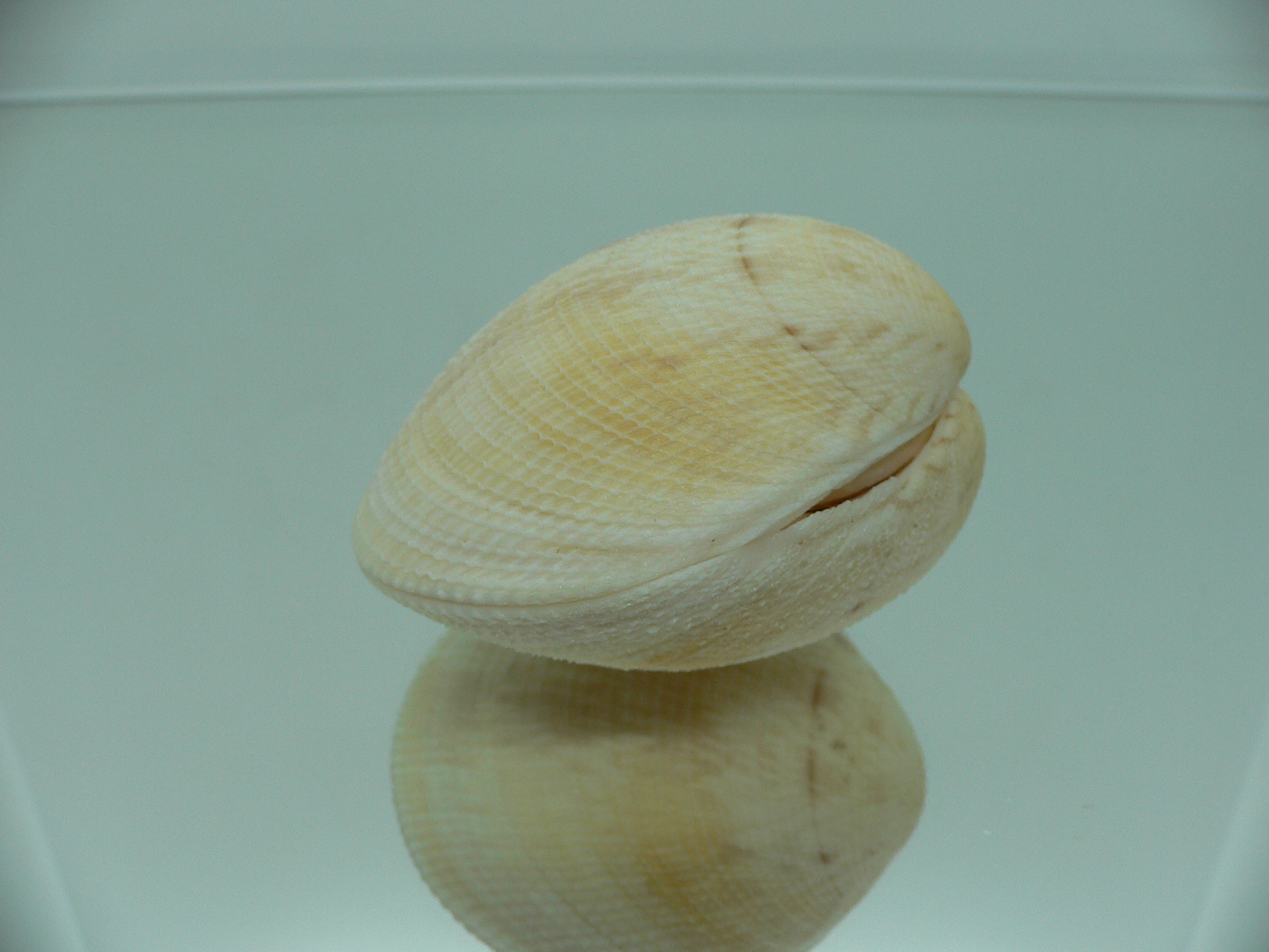 Antigona sowerbyi GLOBOSE