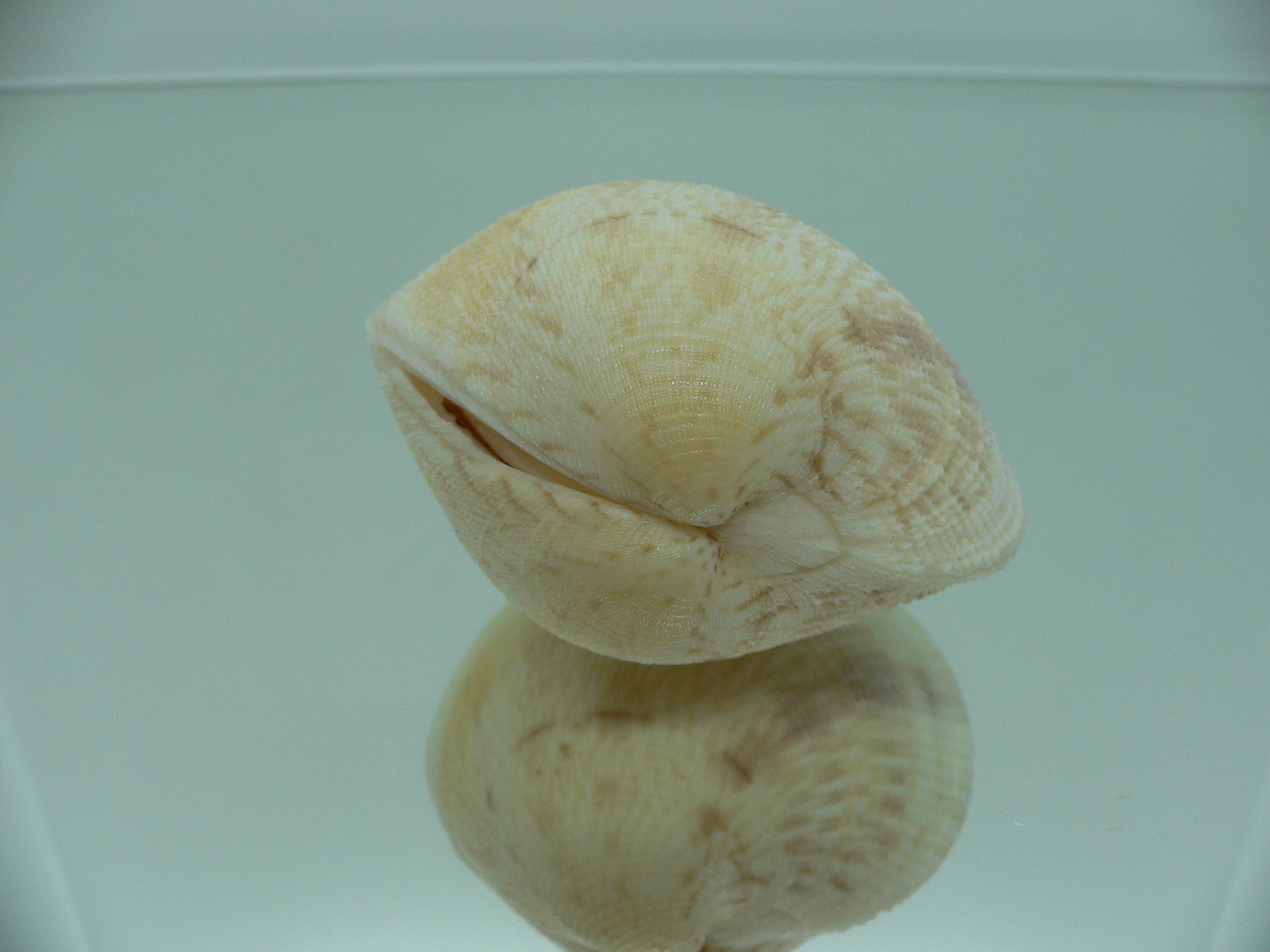 Antigona sowerbyi GLOBOSE