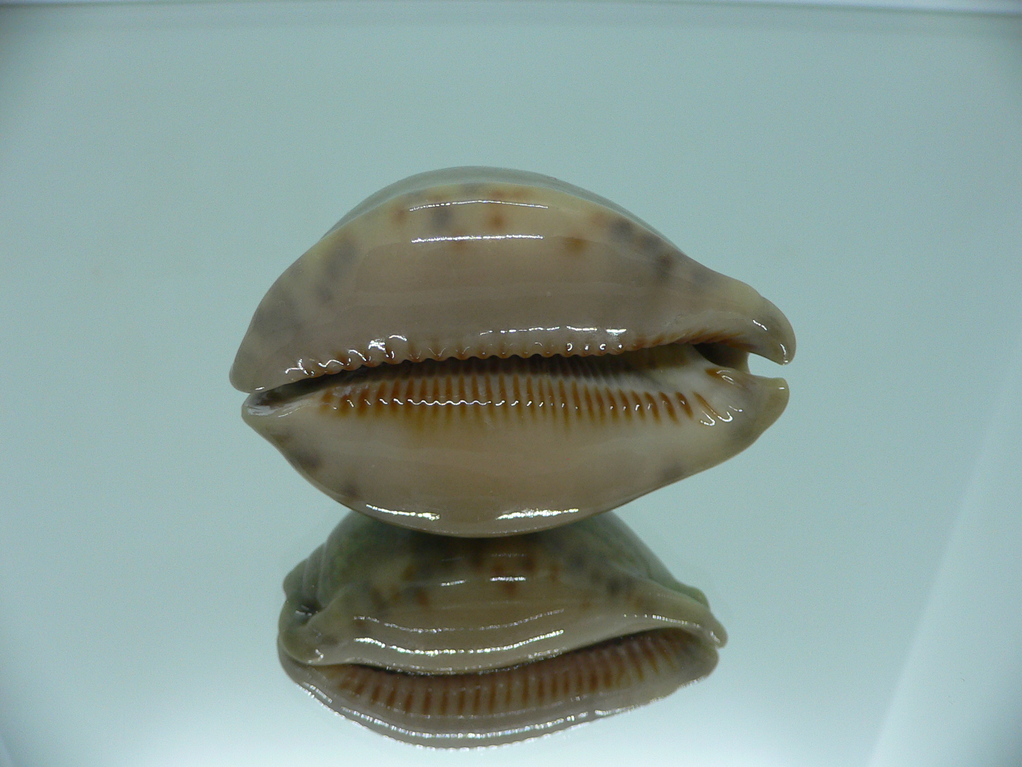 Cypraea arabica asiatica IDEAL