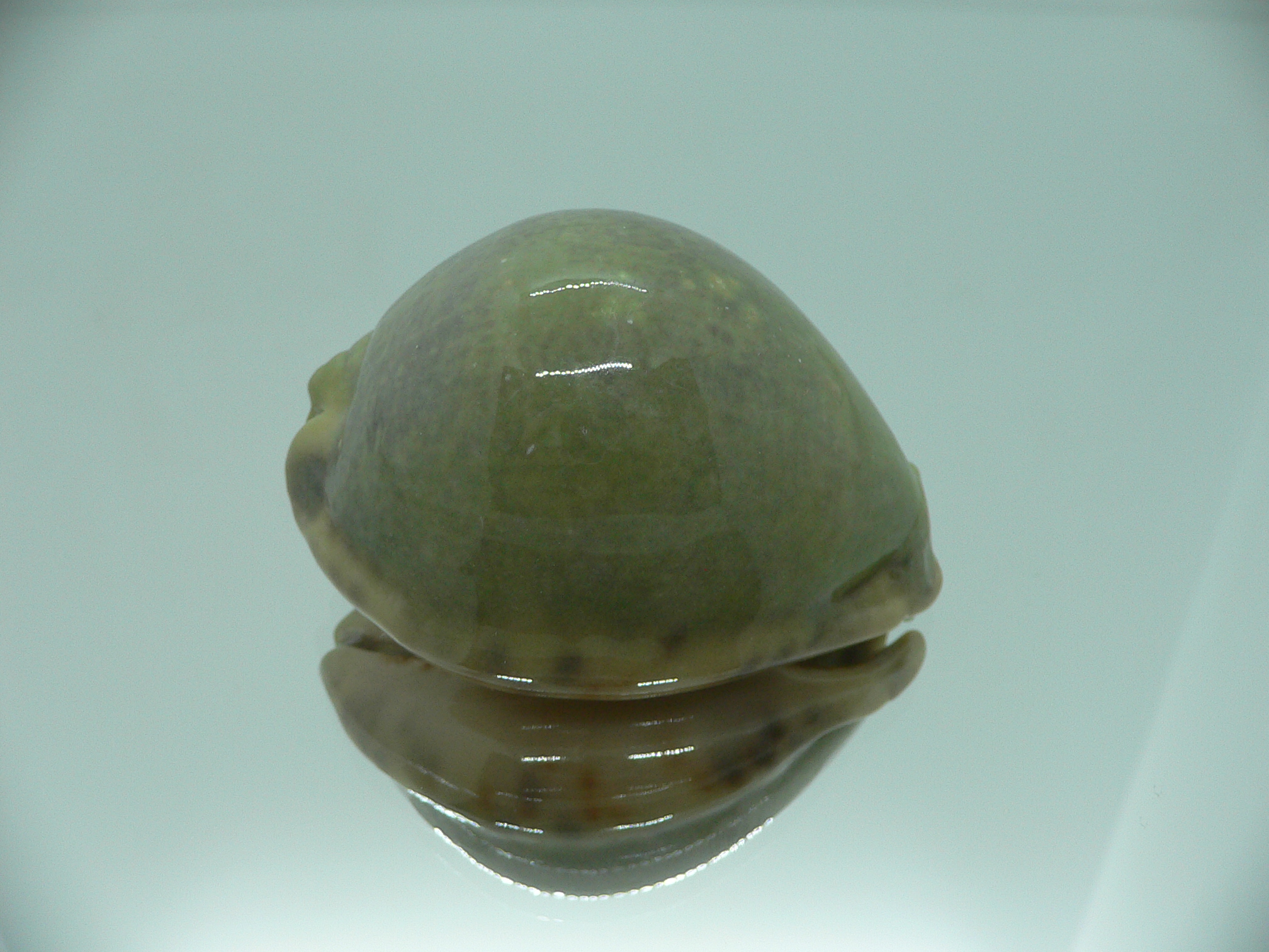 Cypraea arabica asiatica IDEAL