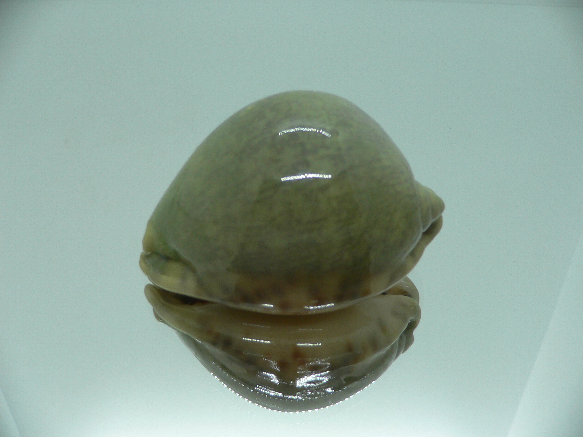 Cypraea arabica asiatica IDEAL