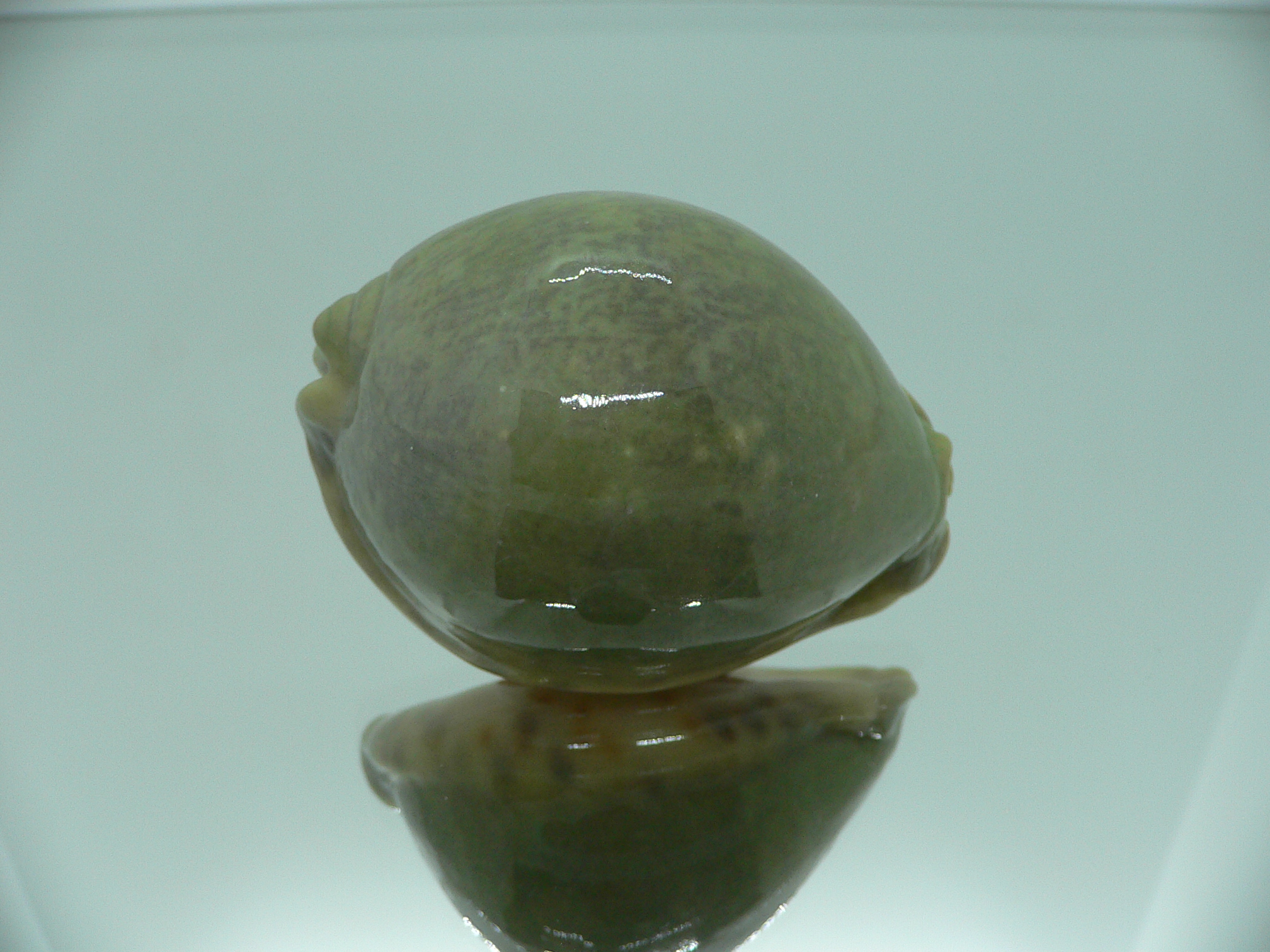 Cypraea arabica asiatica IDEAL