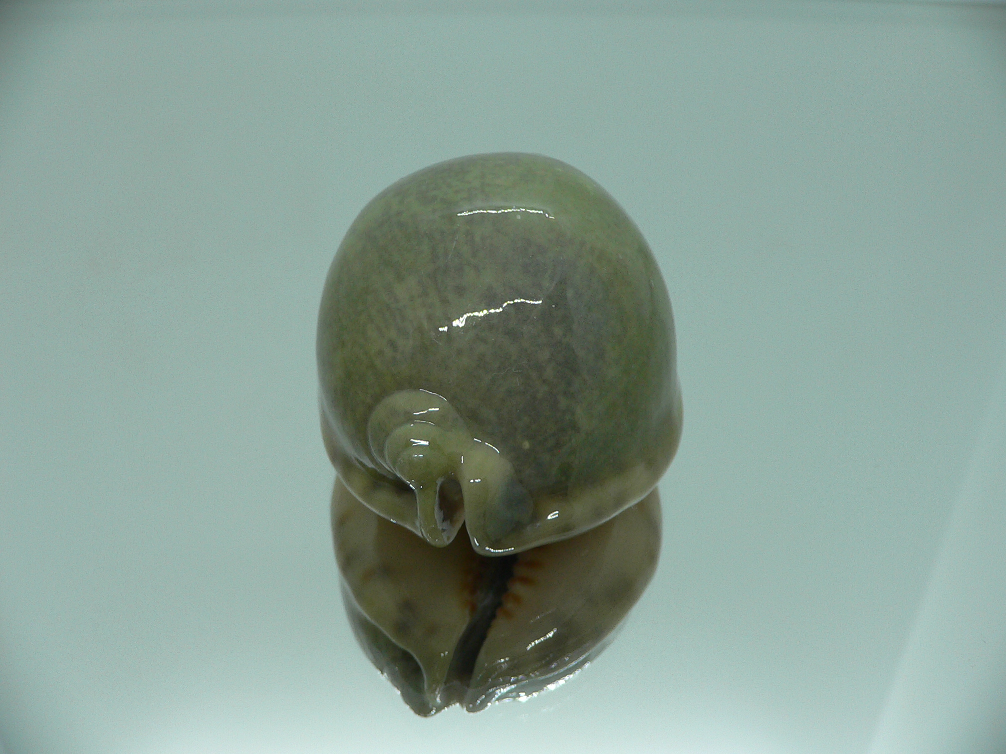 Cypraea arabica asiatica IDEAL