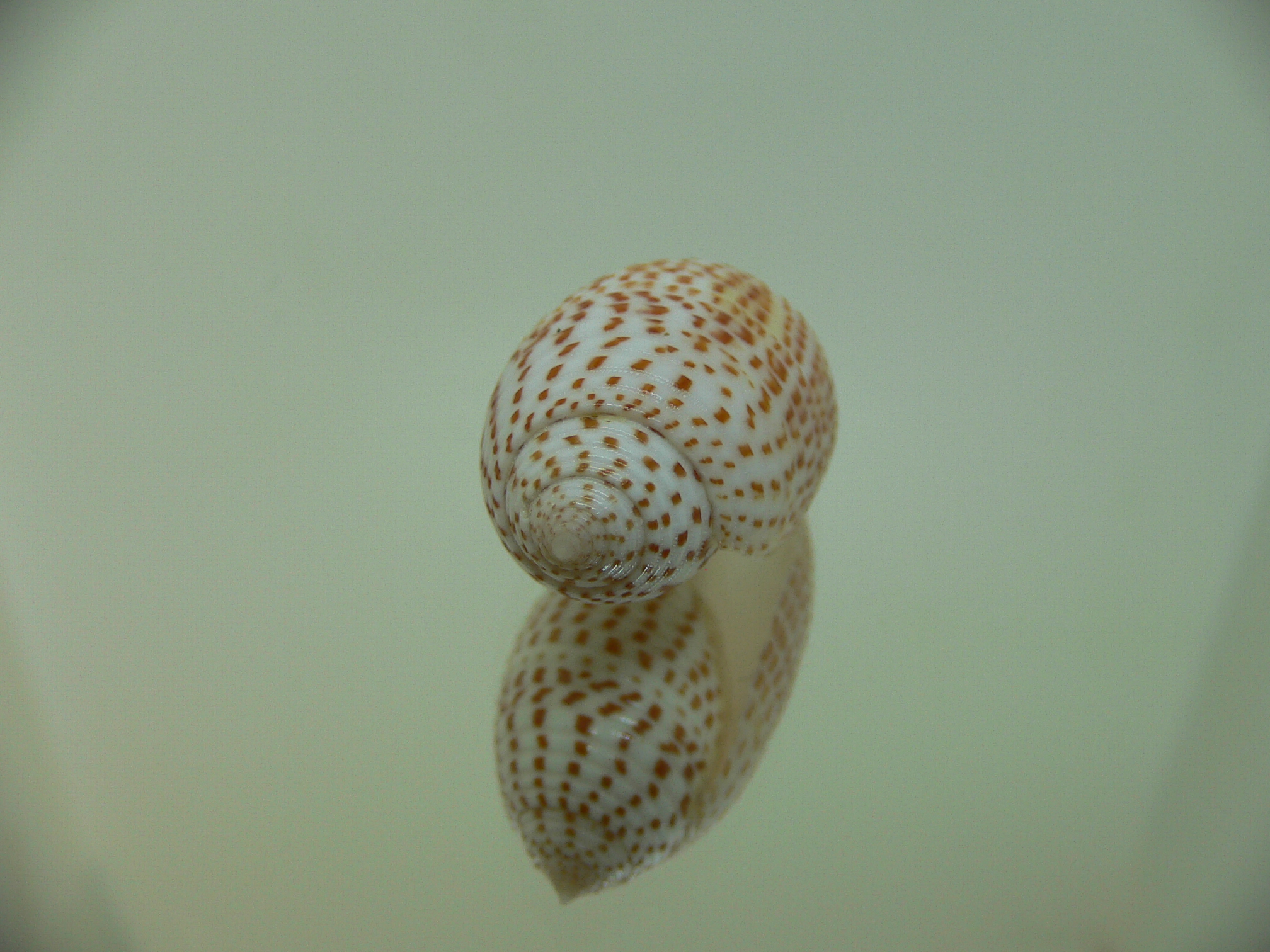 Pupa solidula BIG