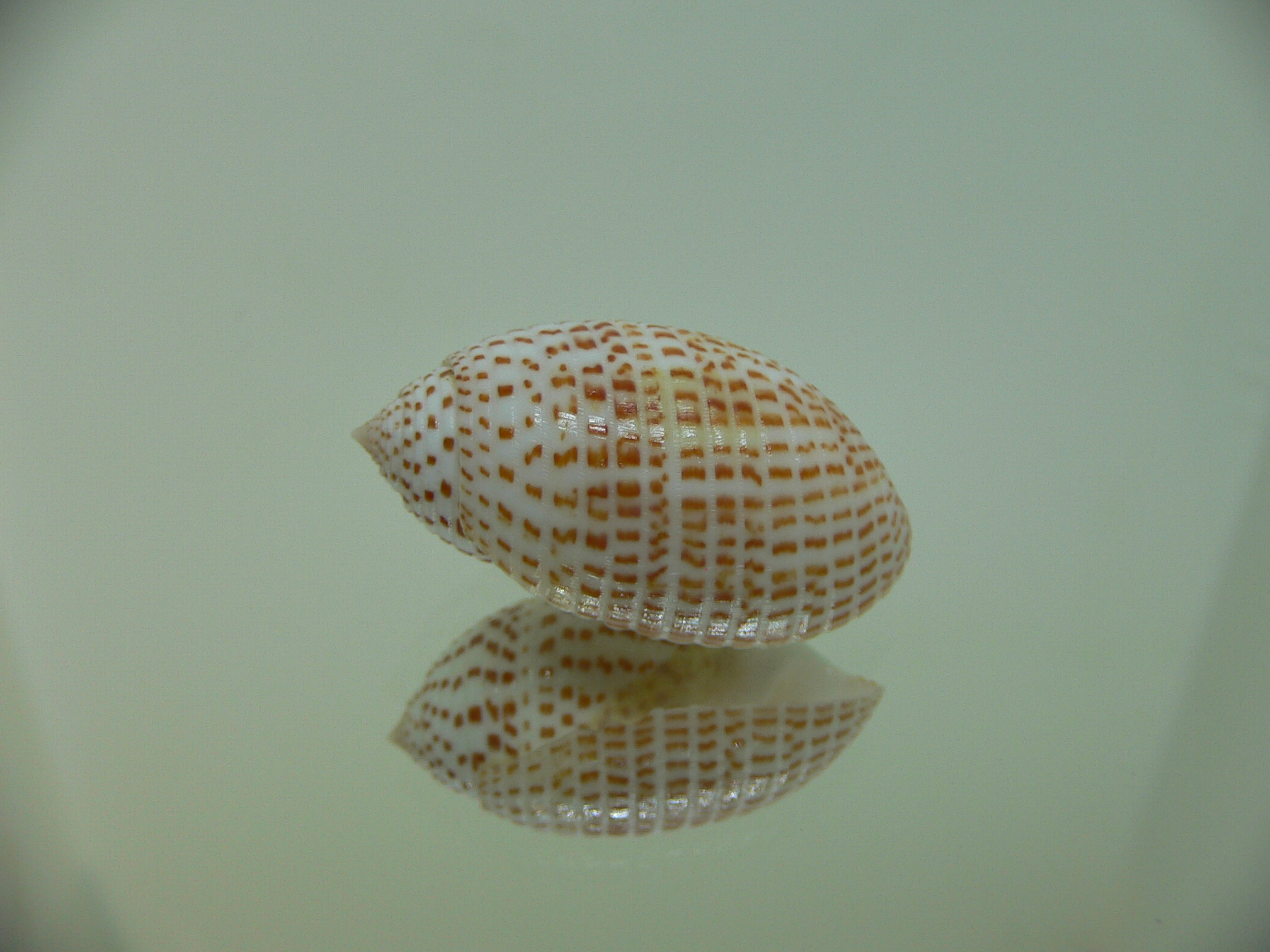 Pupa solidula BIG