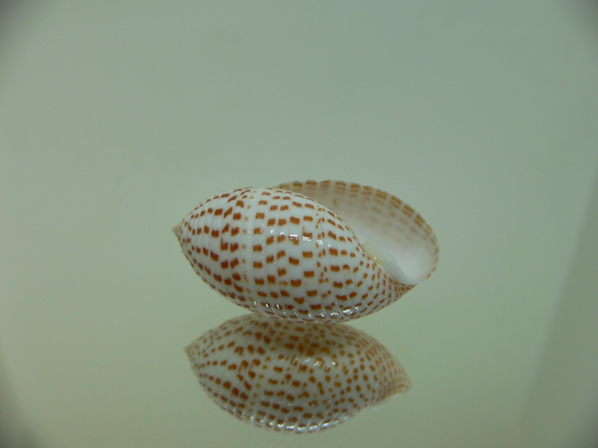 Pupa solidula BIG