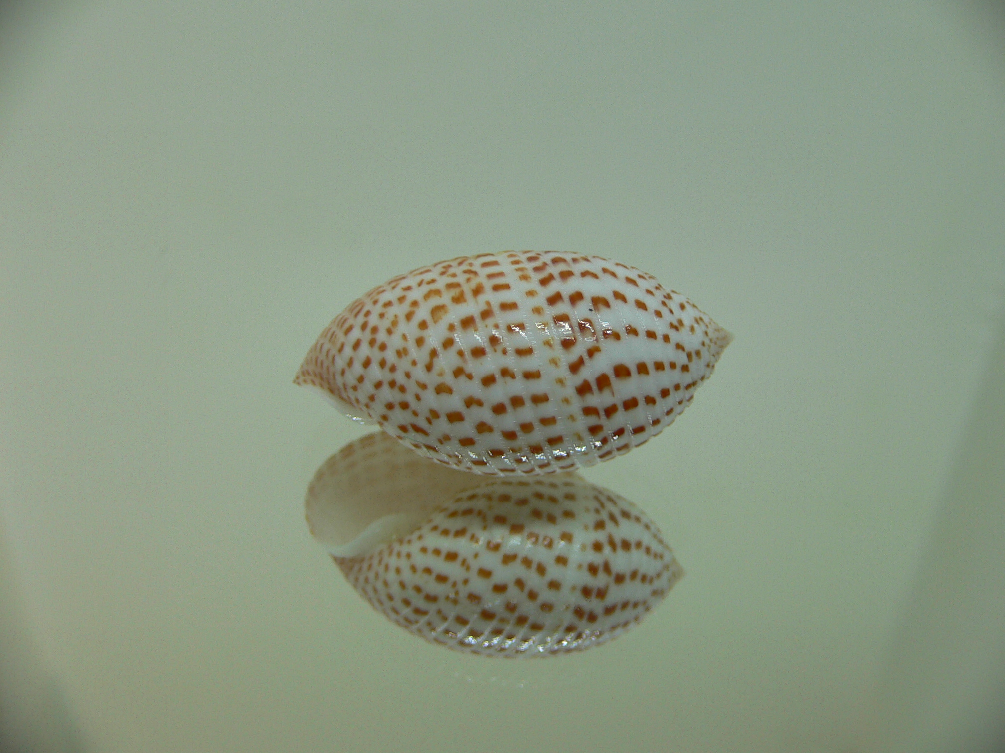 Pupa solidula BIG