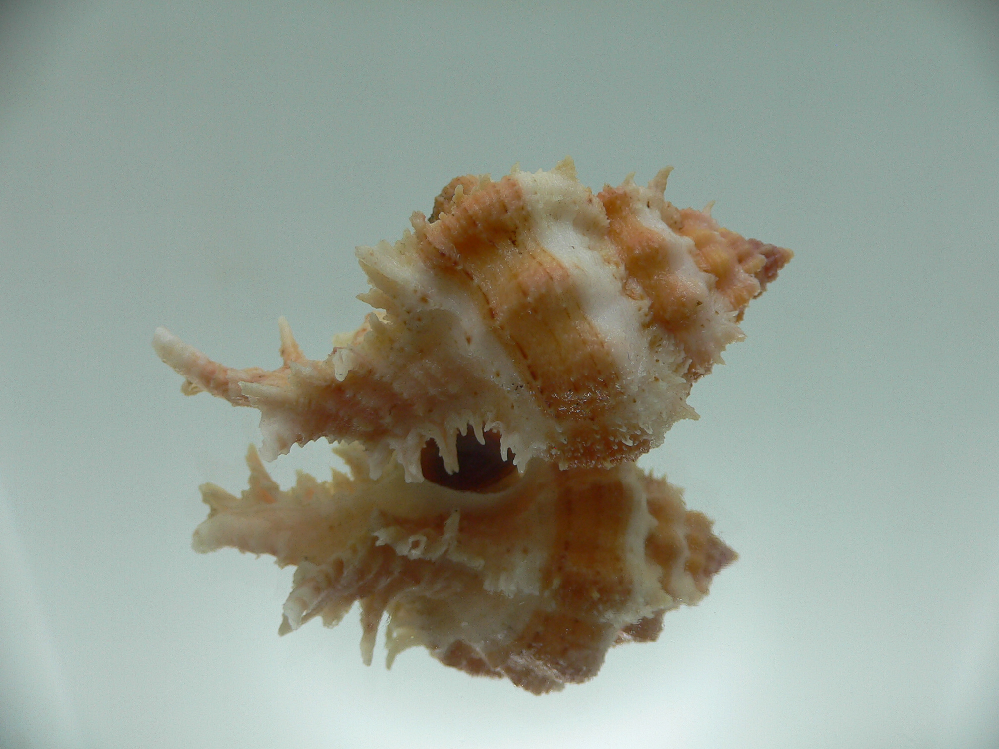 Chicomurex gloriosus  STRIPED