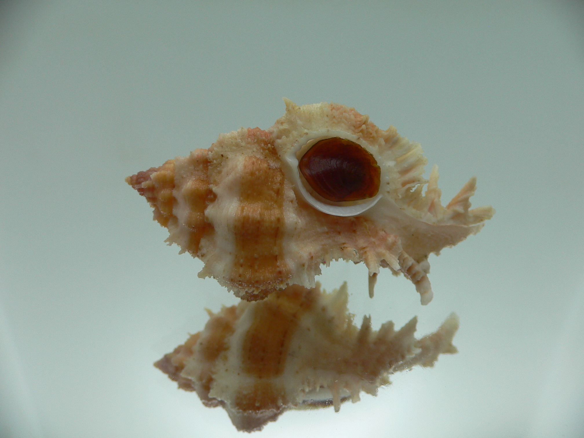 Chicomurex gloriosus  STRIPED