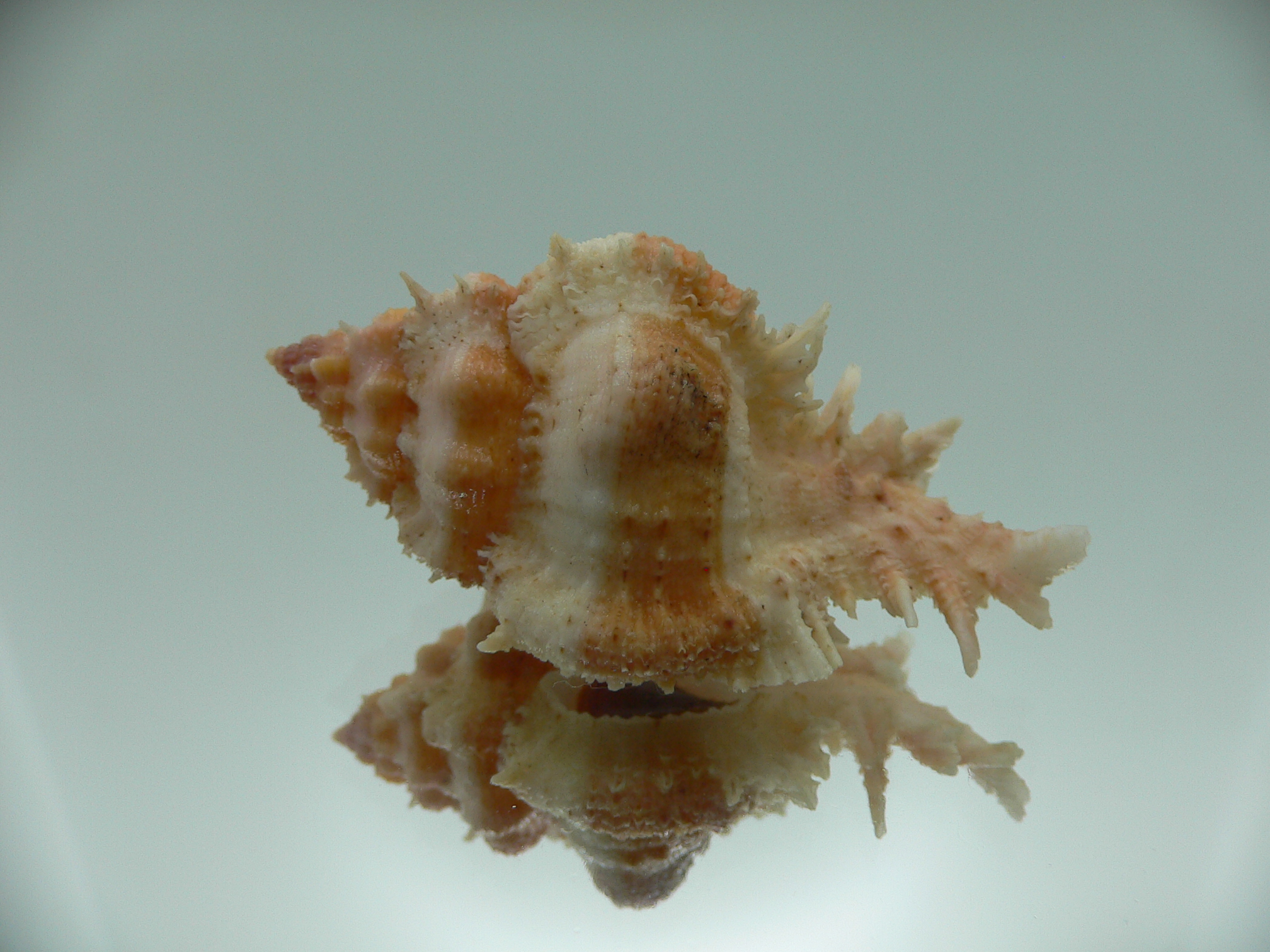 Chicomurex gloriosus  STRIPED