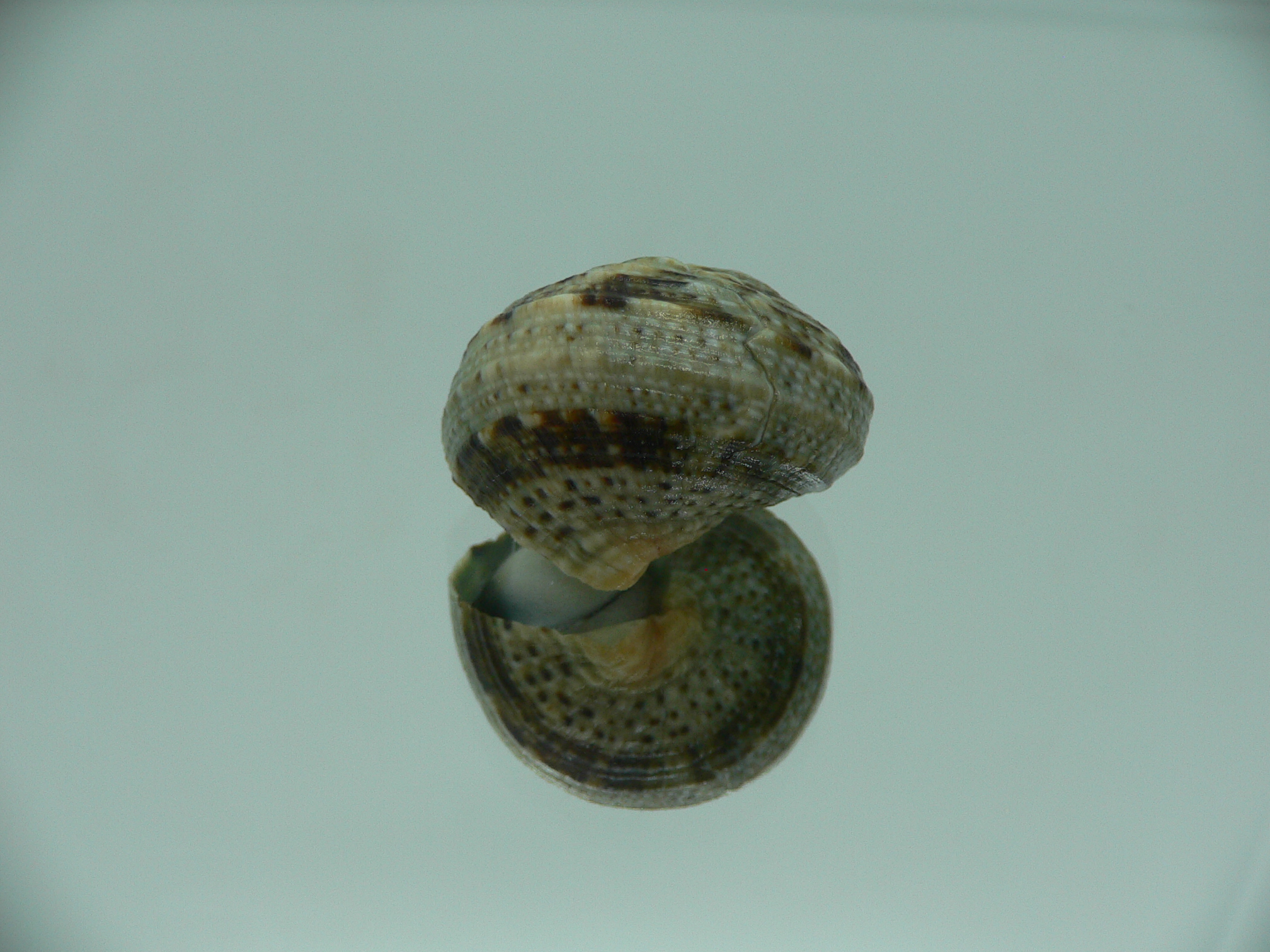 Turbo cinerius MOTLEY