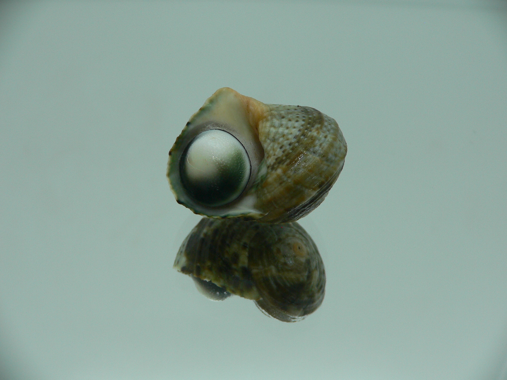 Turbo cinerius MOTLEY