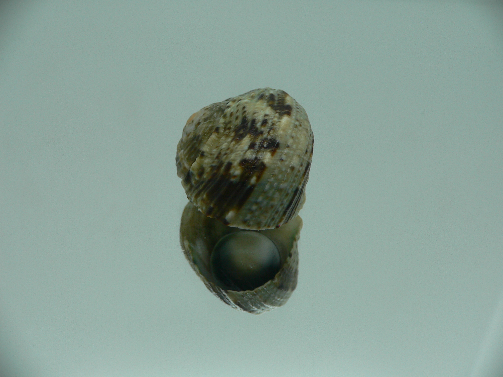 Turbo cinerius MOTLEY