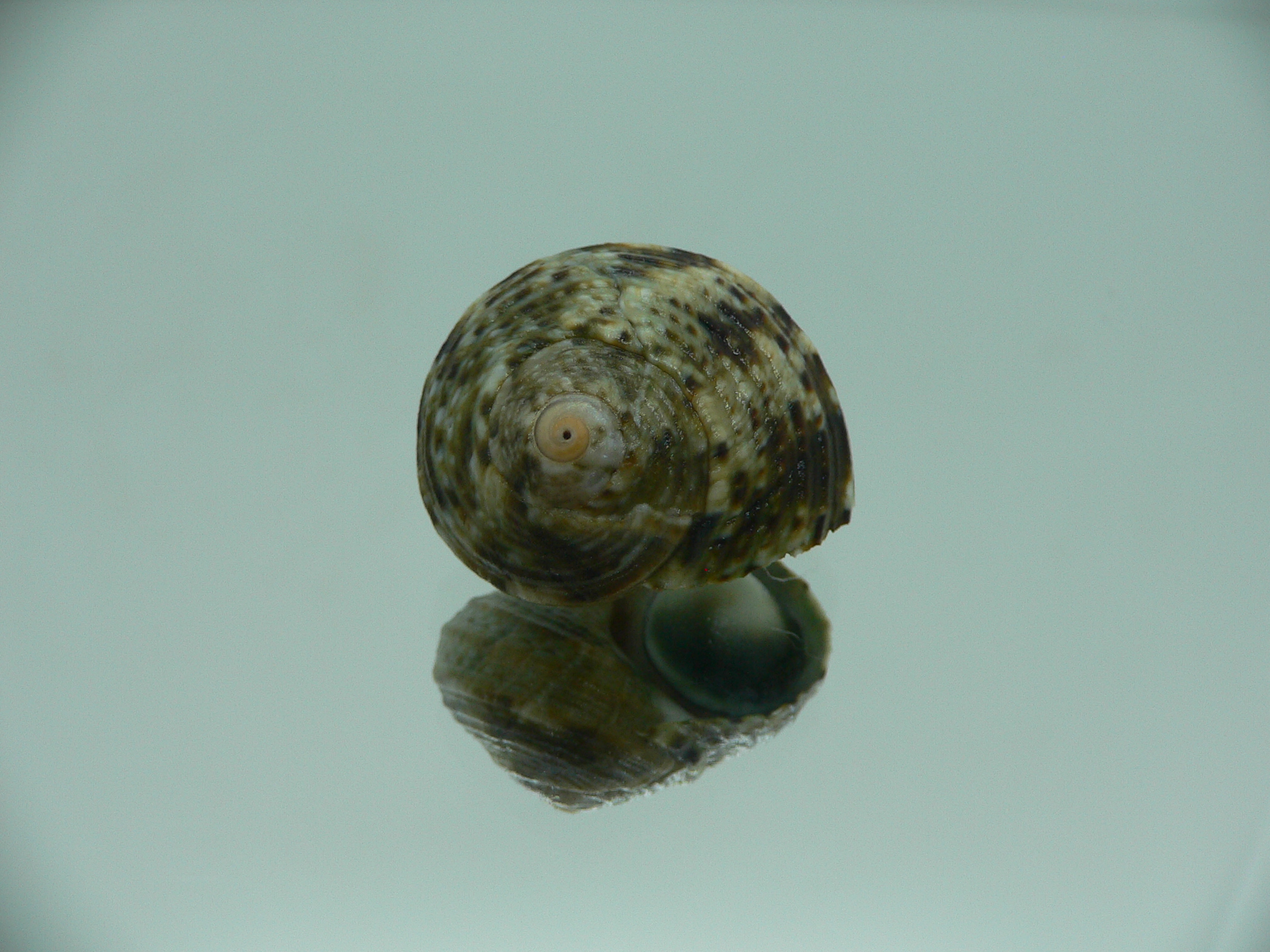 Turbo cinerius MOTLEY