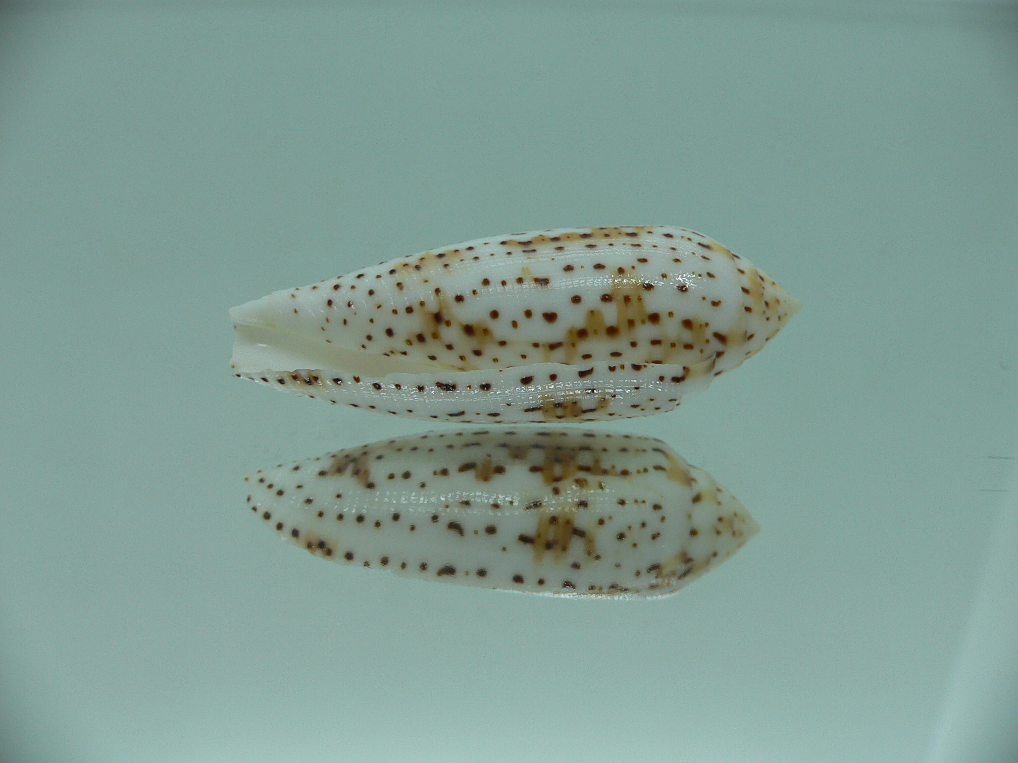 Conus nussatella ELONGATE