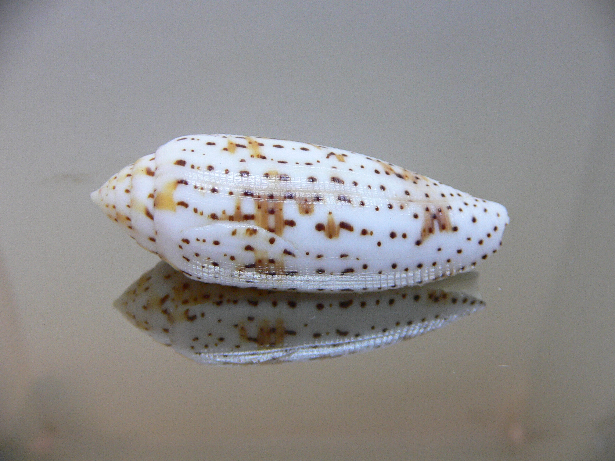 Conus nussatella ELONGATE