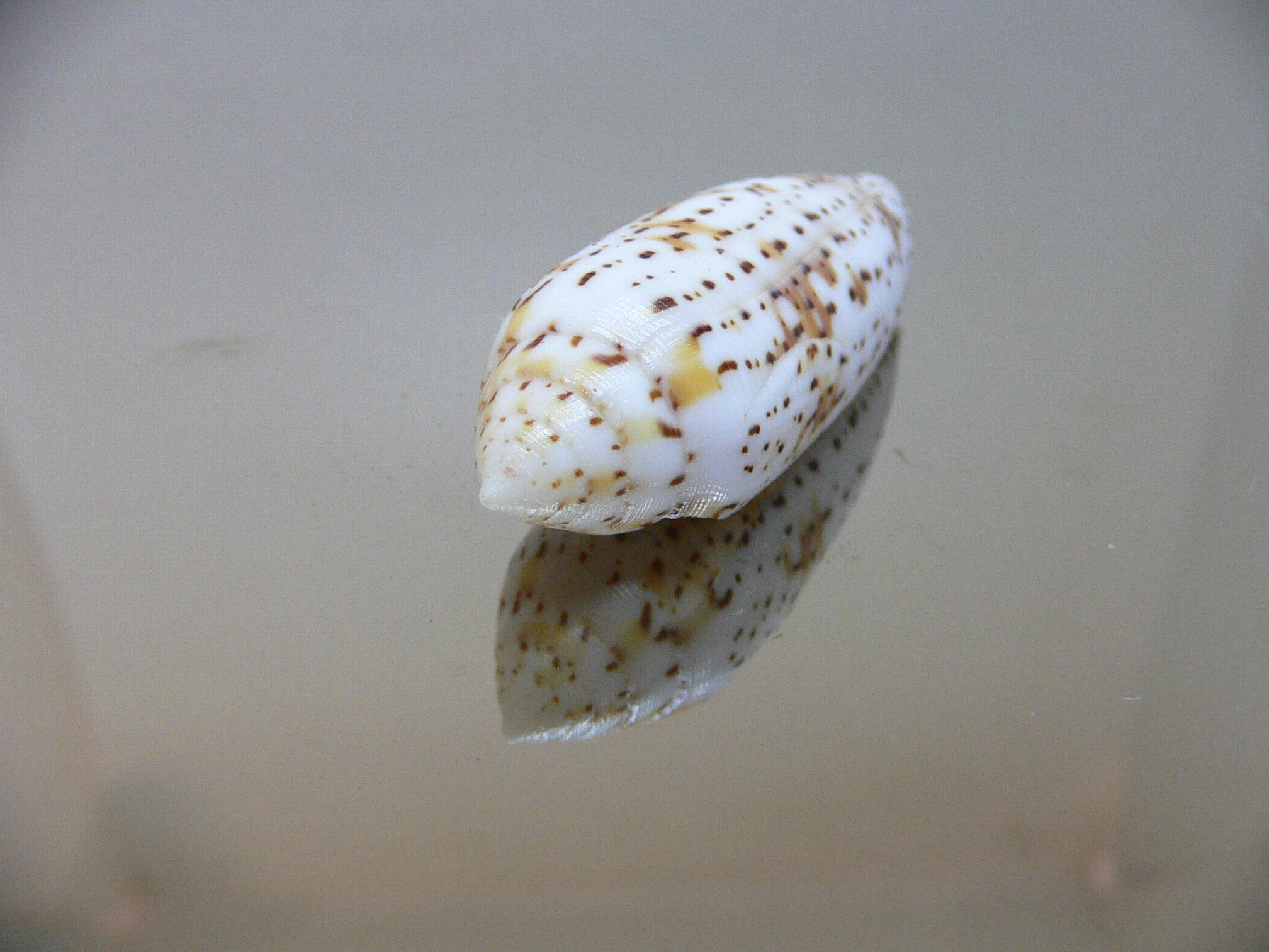 Conus nussatella ELONGATE