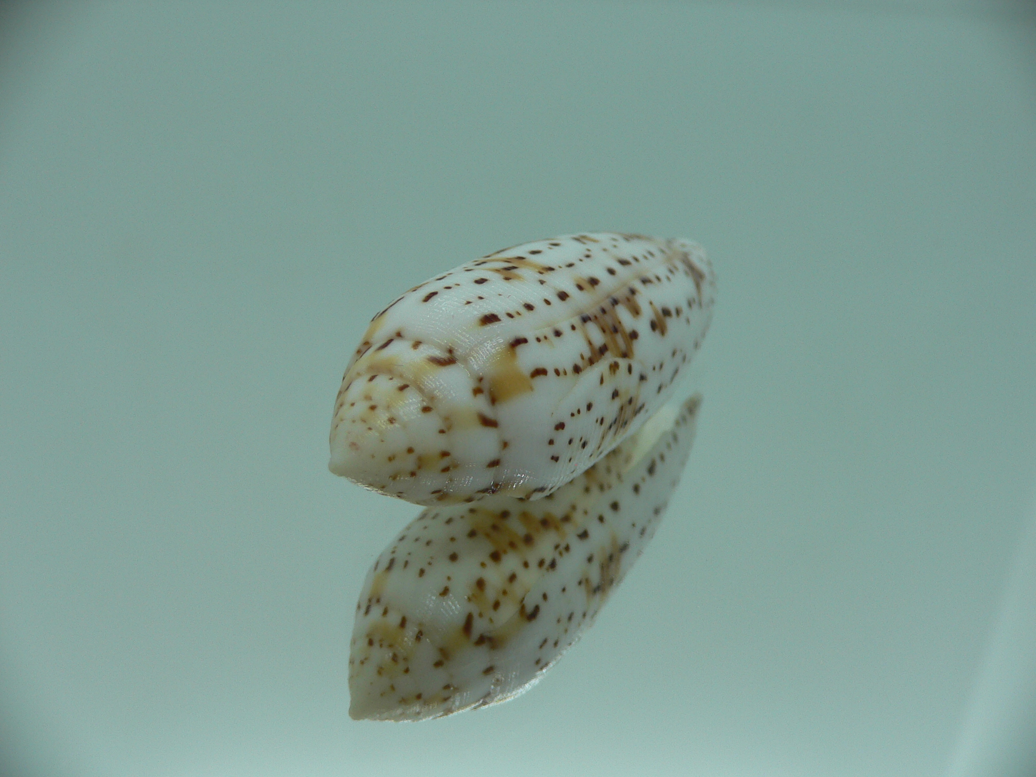 Conus nussatella ELONGATE