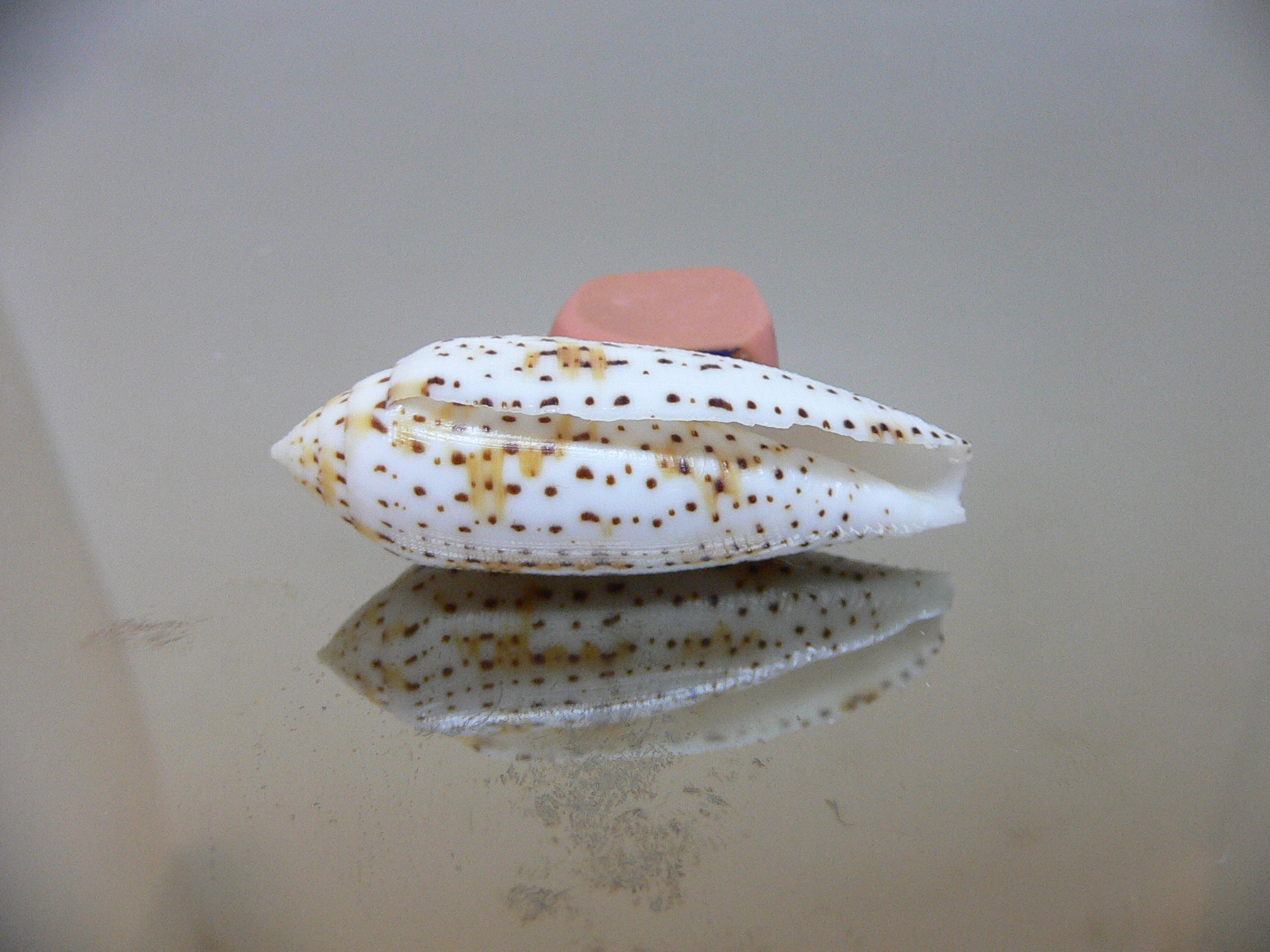 Conus nussatella ELONGATE