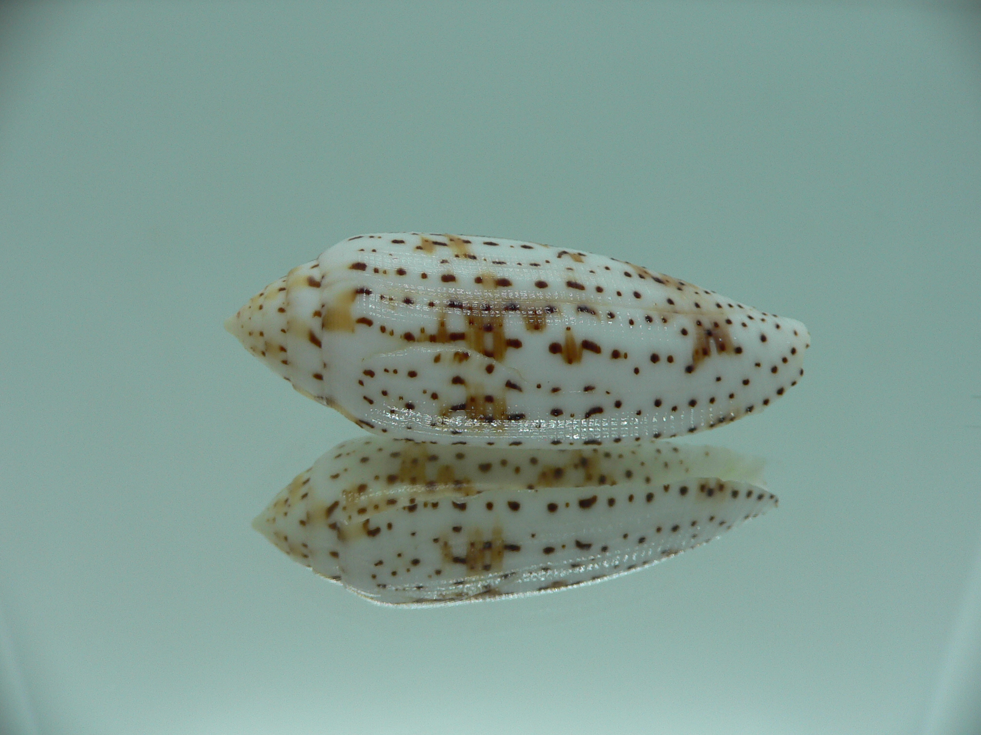 Conus nussatella ELONGATE