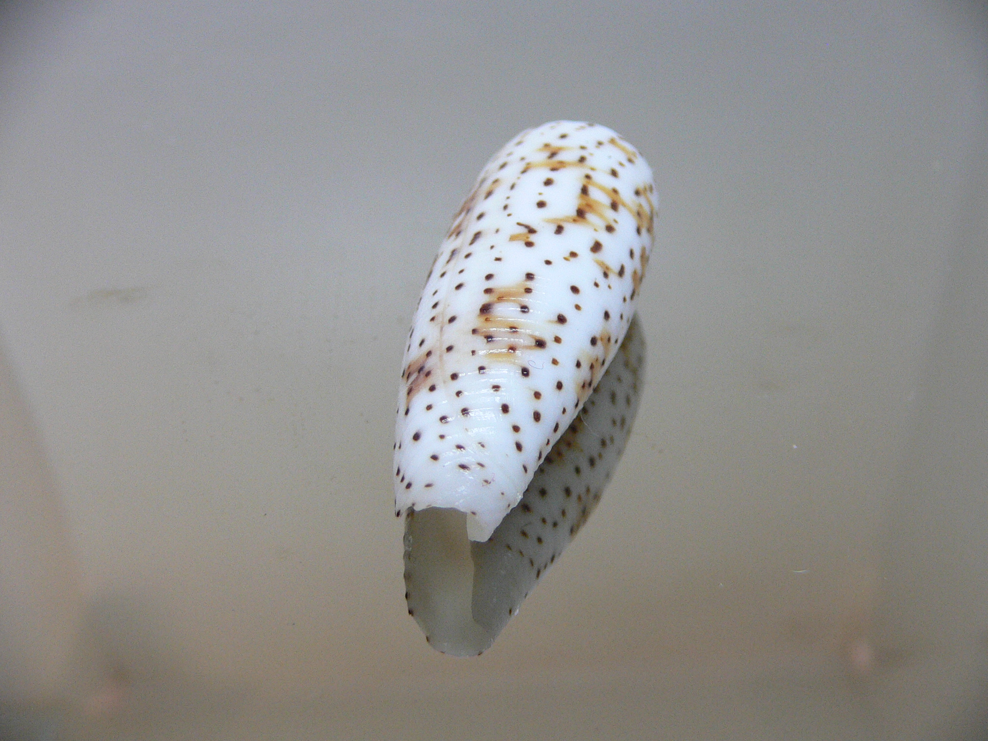 Conus nussatella ELONGATE