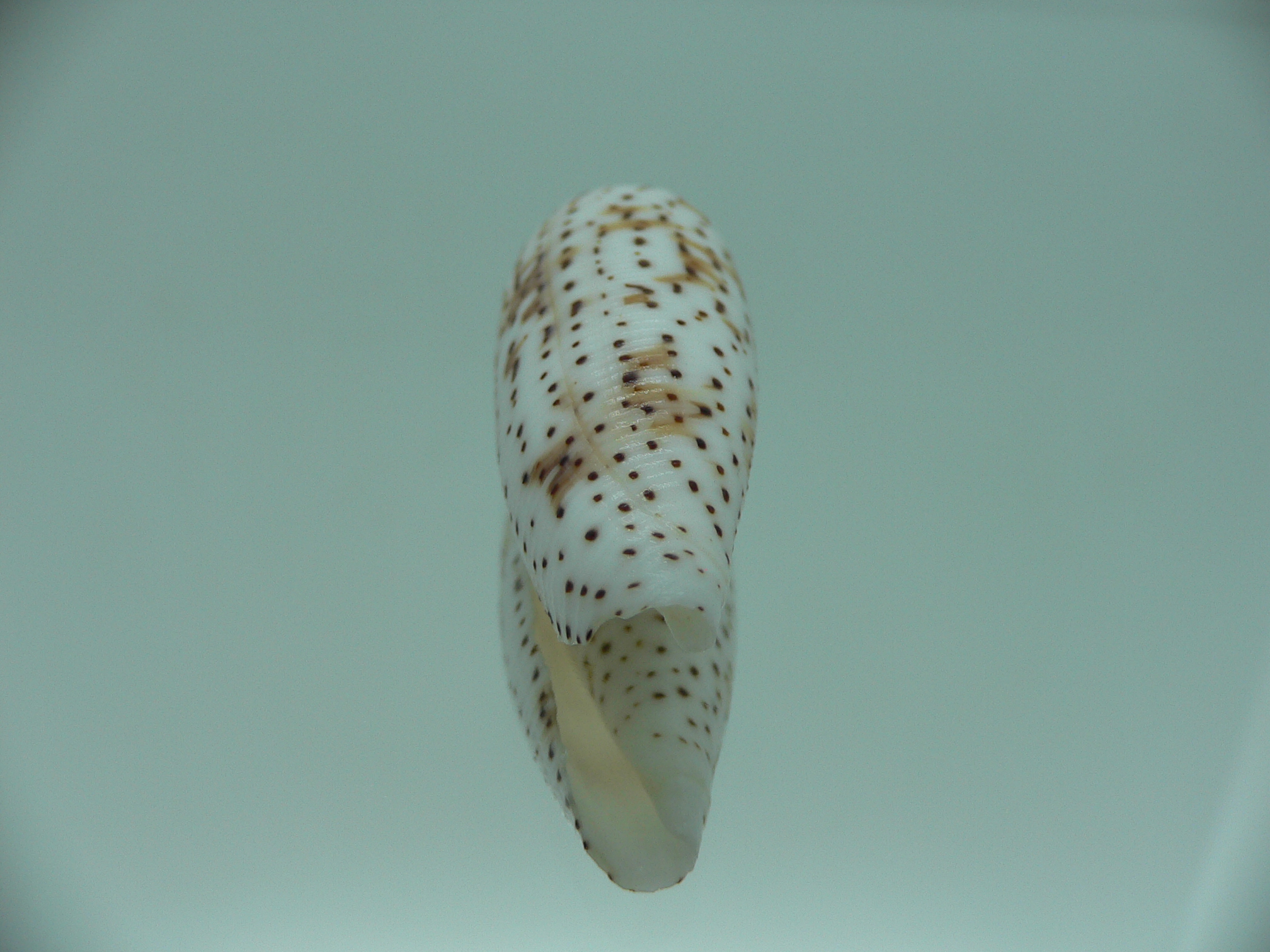 Conus nussatella ELONGATE