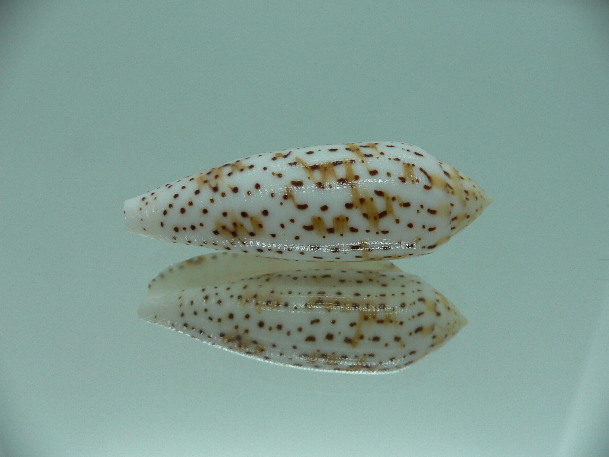 Conus nussatella ELONGATE