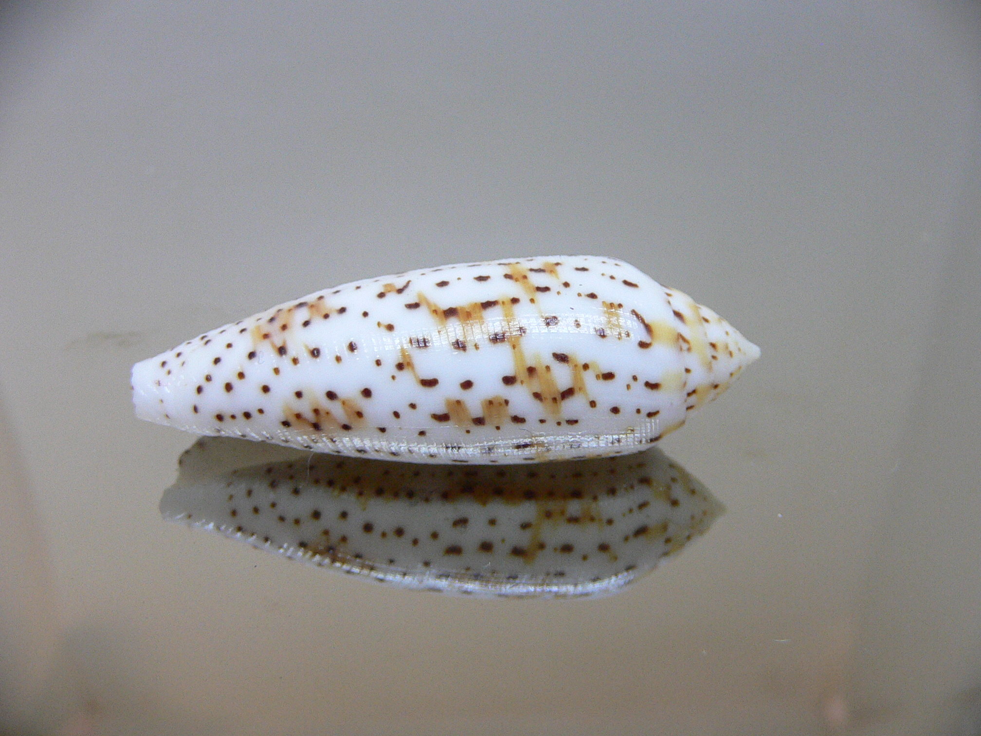 Conus nussatella ELONGATE