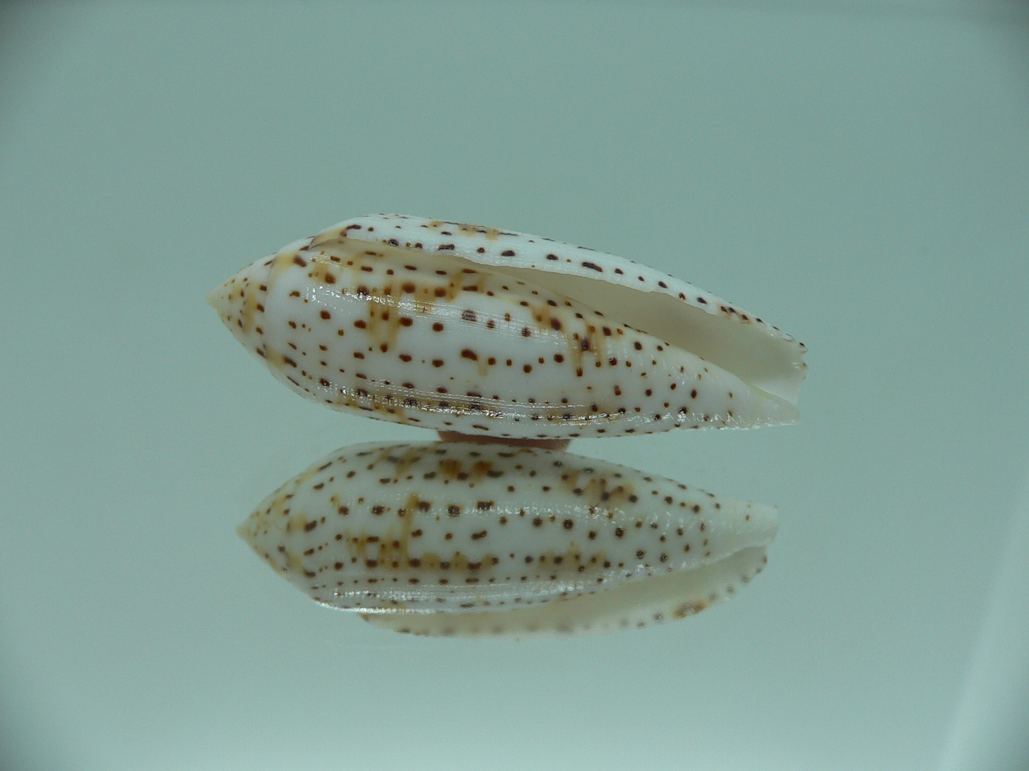 Conus nussatella ELONGATE