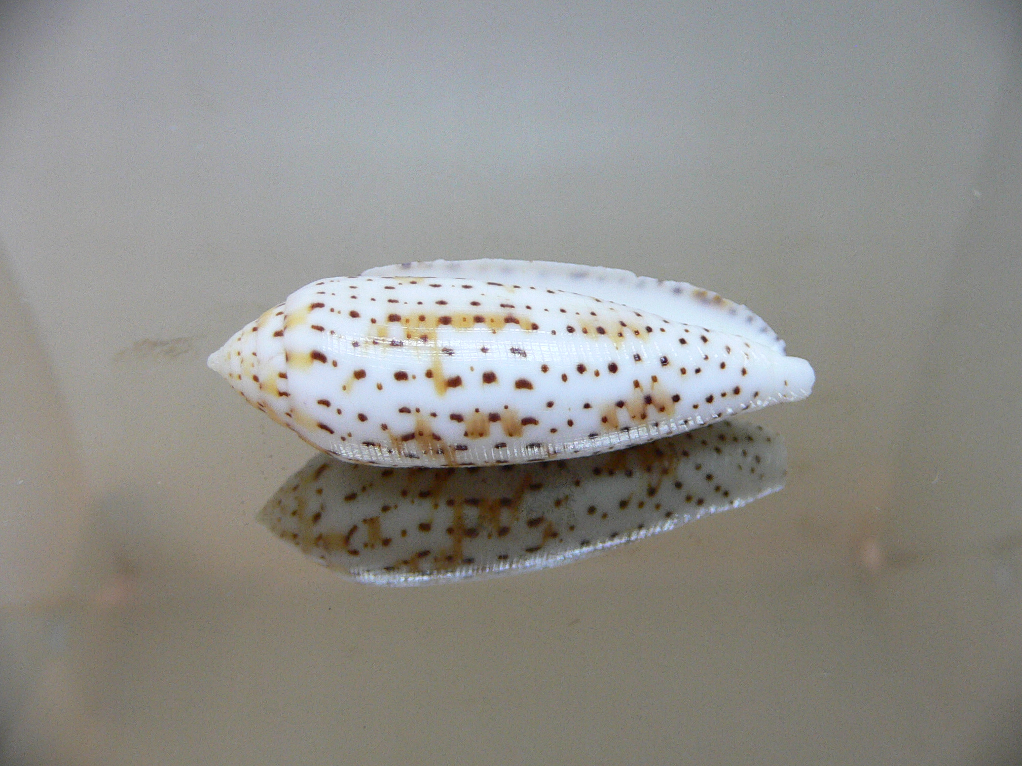 Conus nussatella ELONGATE