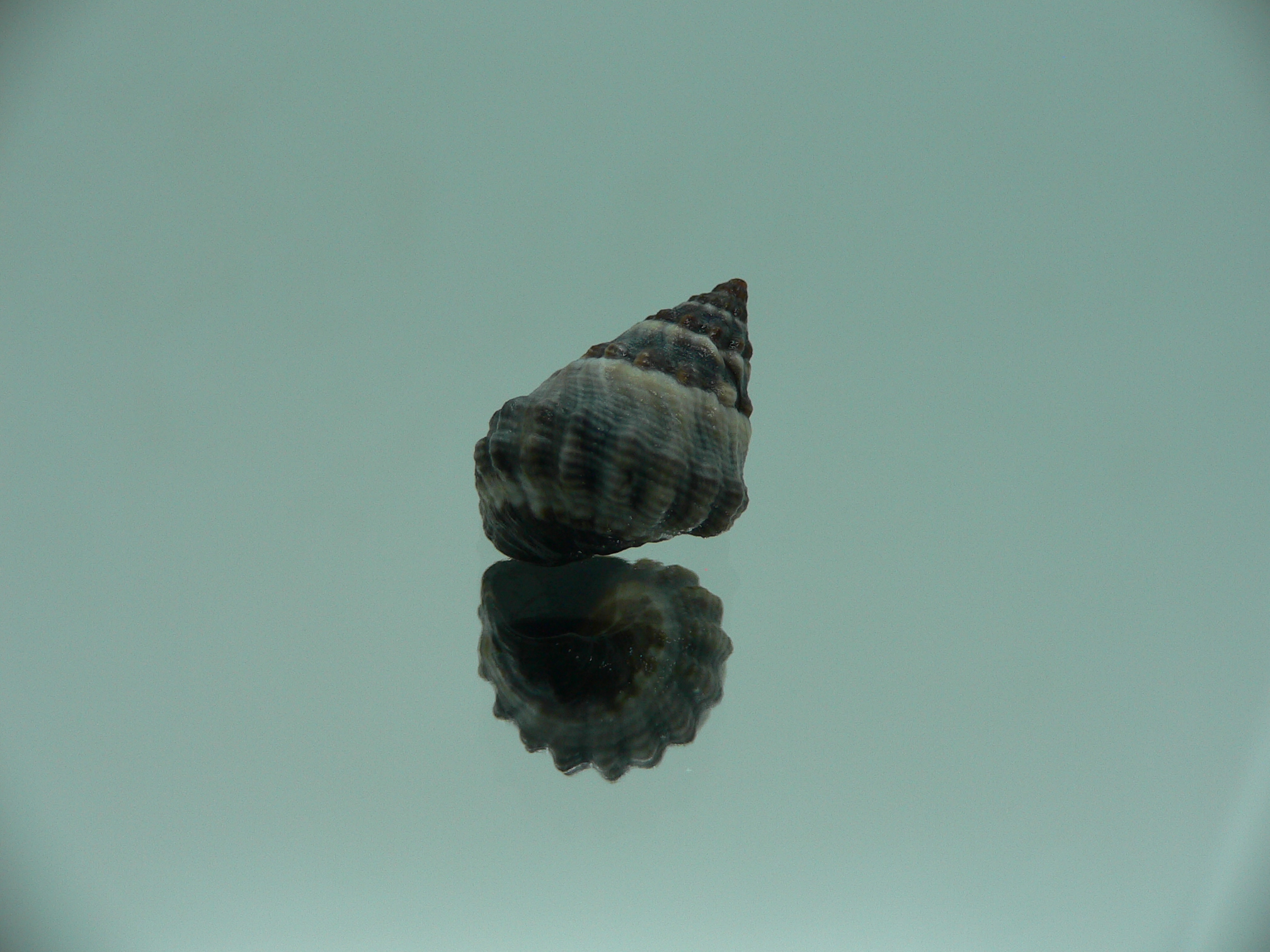 Echinolittorina pascua GIANT & COLOR