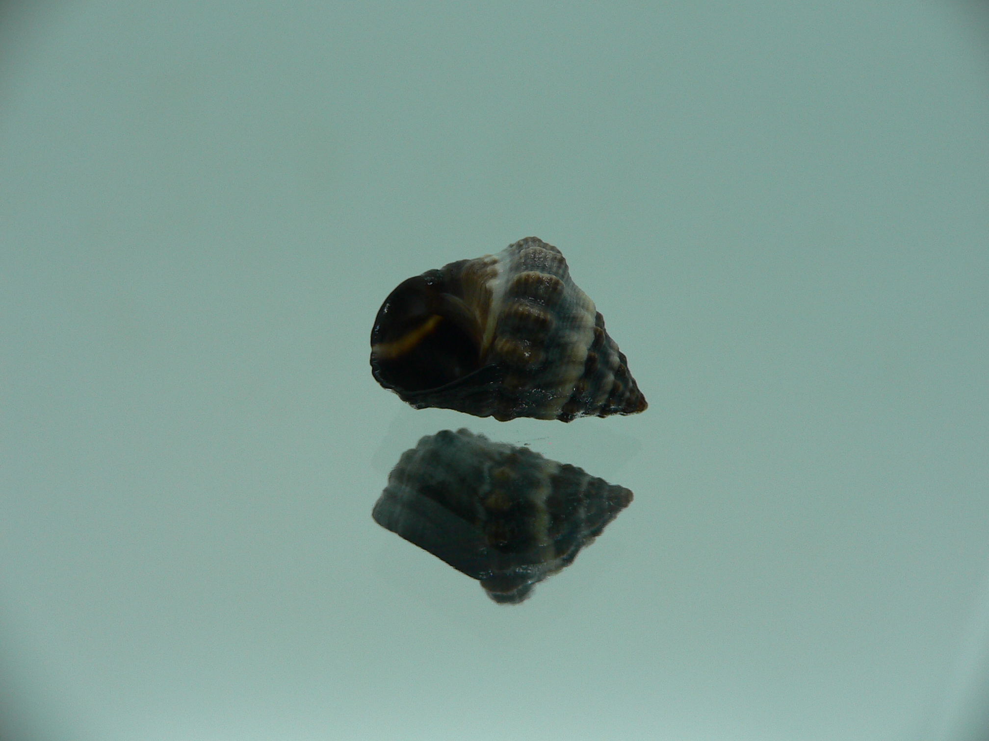 Echinolittorina pascua GIANT & COLOR