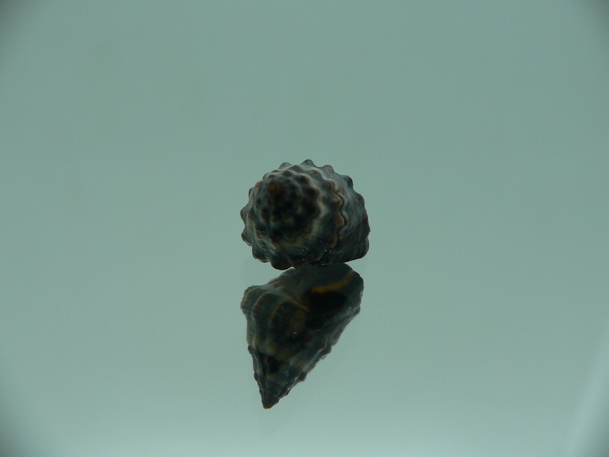 Echinolittorina pascua GIANT & COLOR