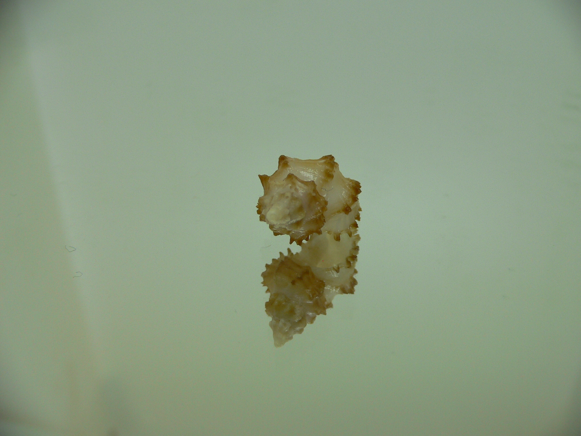 Rolandiella umblicata 1