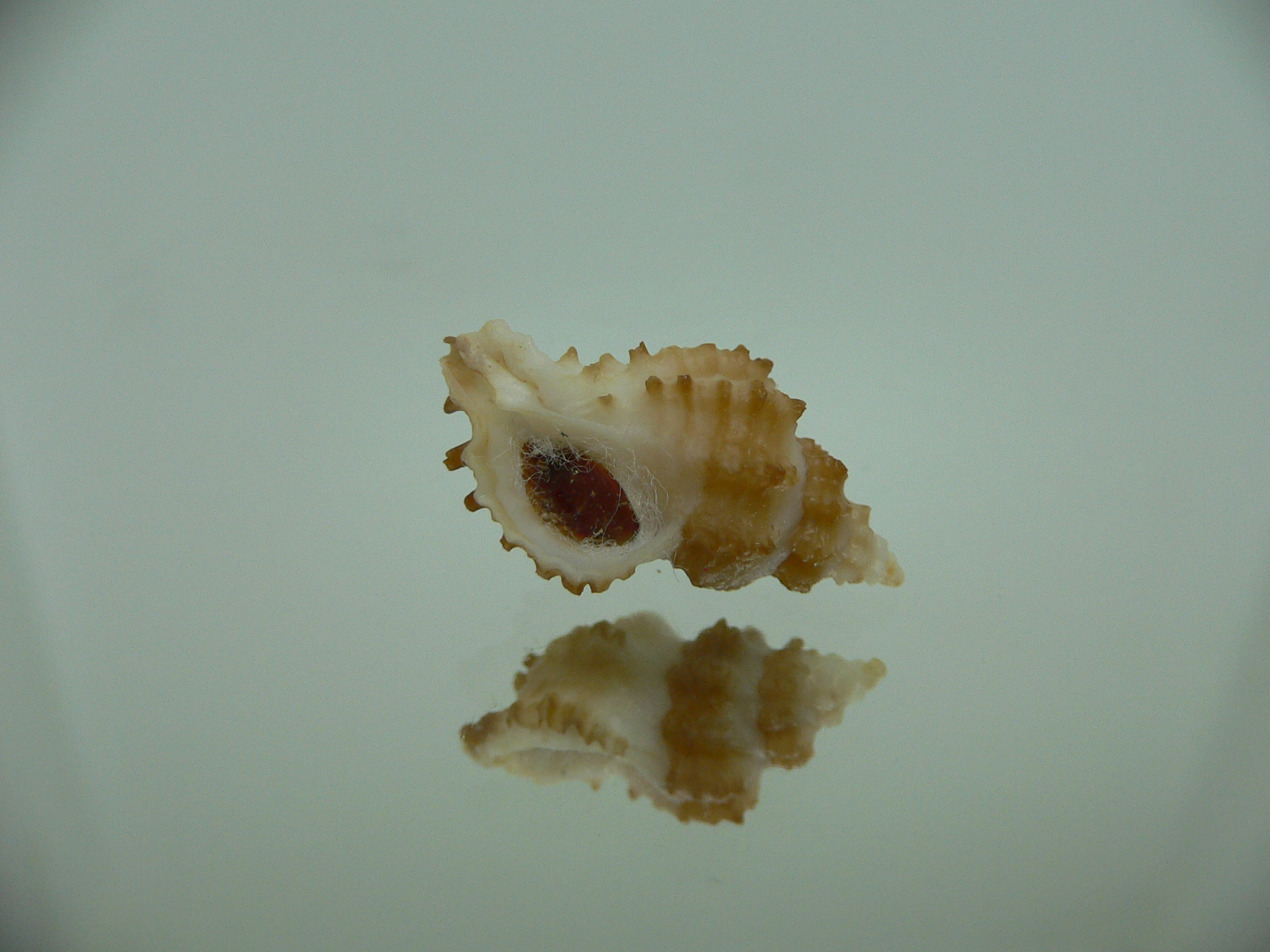 Rolandiella umblicata 1