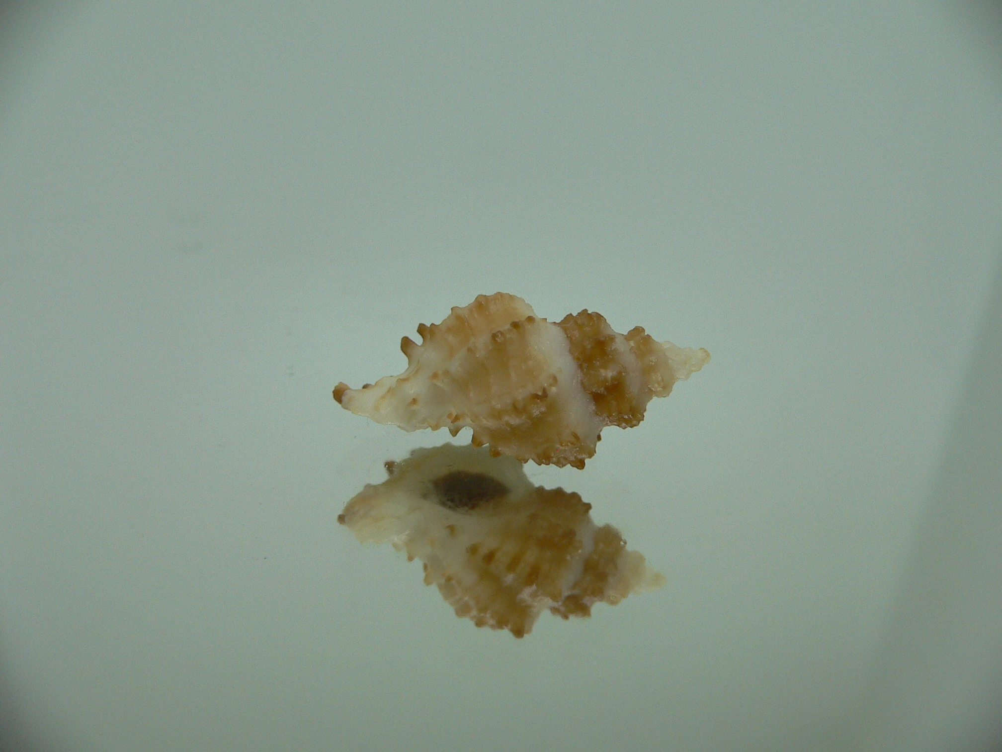 Rolandiella umblicata 1