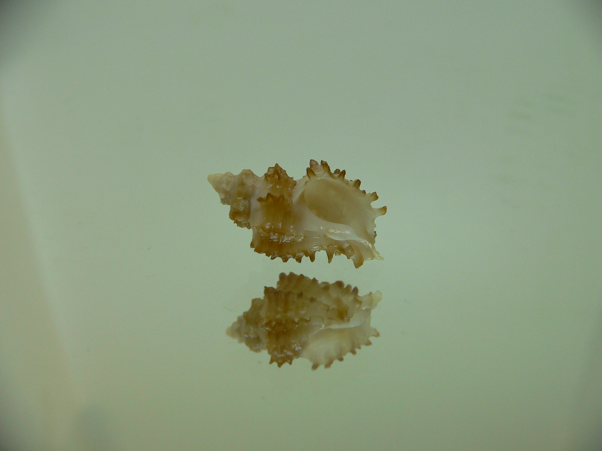 Rolandiella umblicata 1