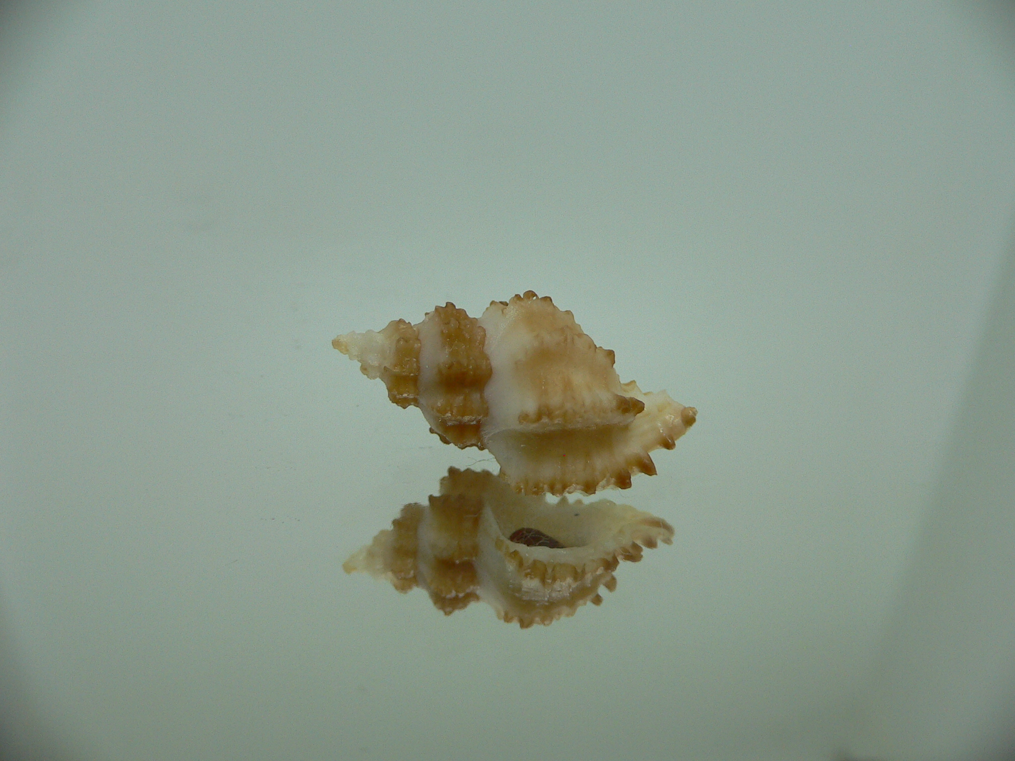 Rolandiella umblicata 1