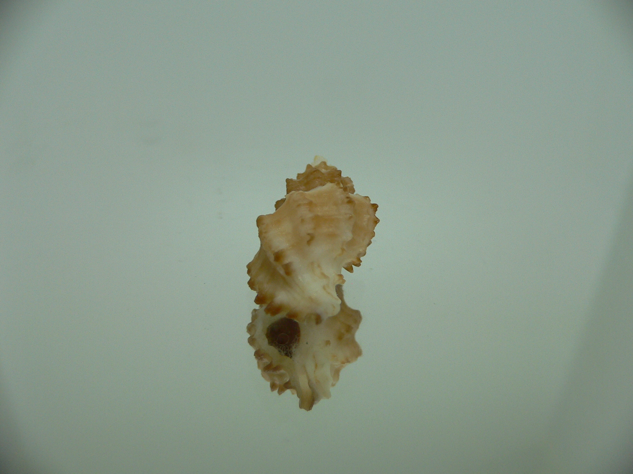 Rolandiella umblicata 1