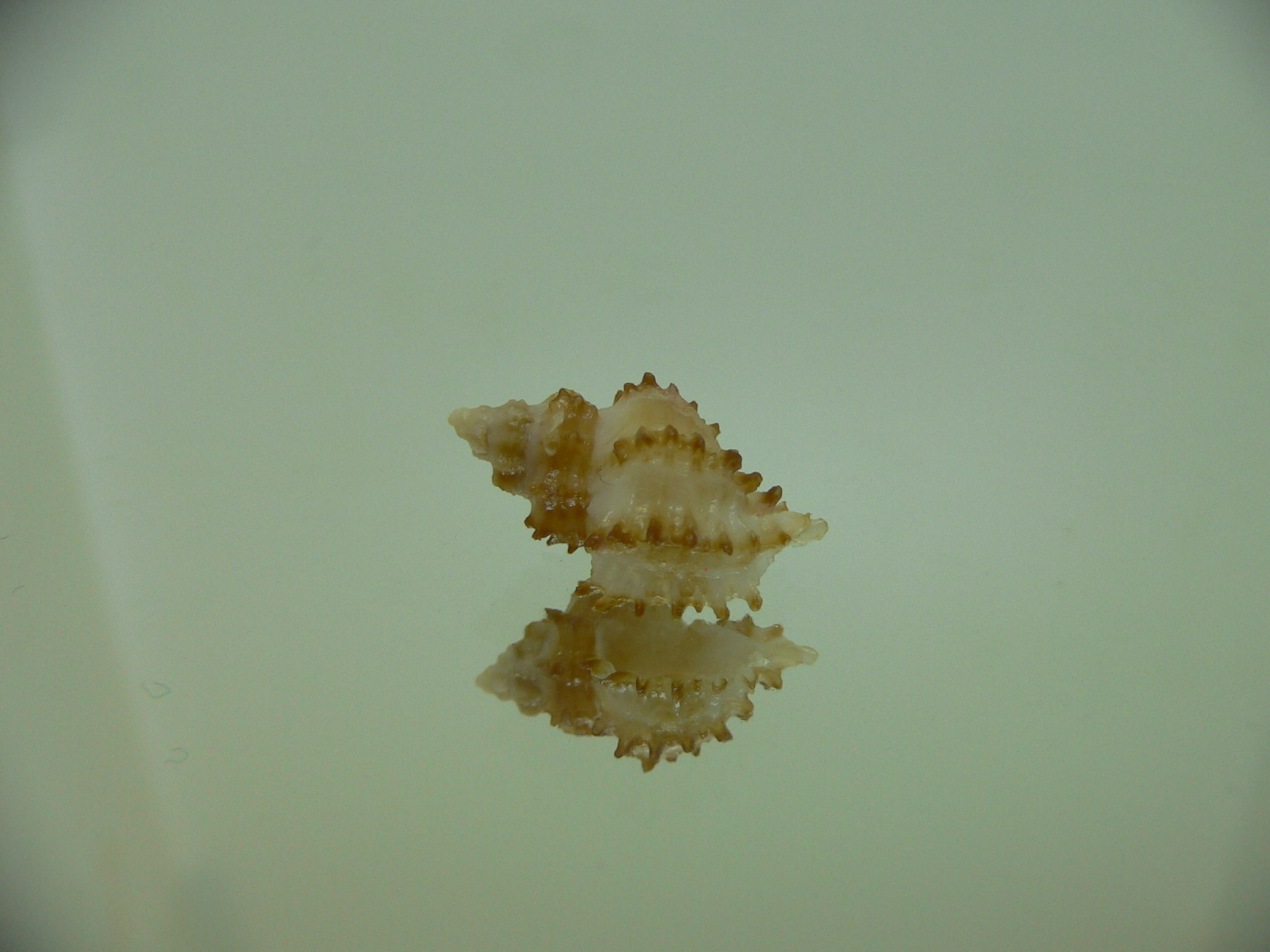 Rolandiella umblicata 1