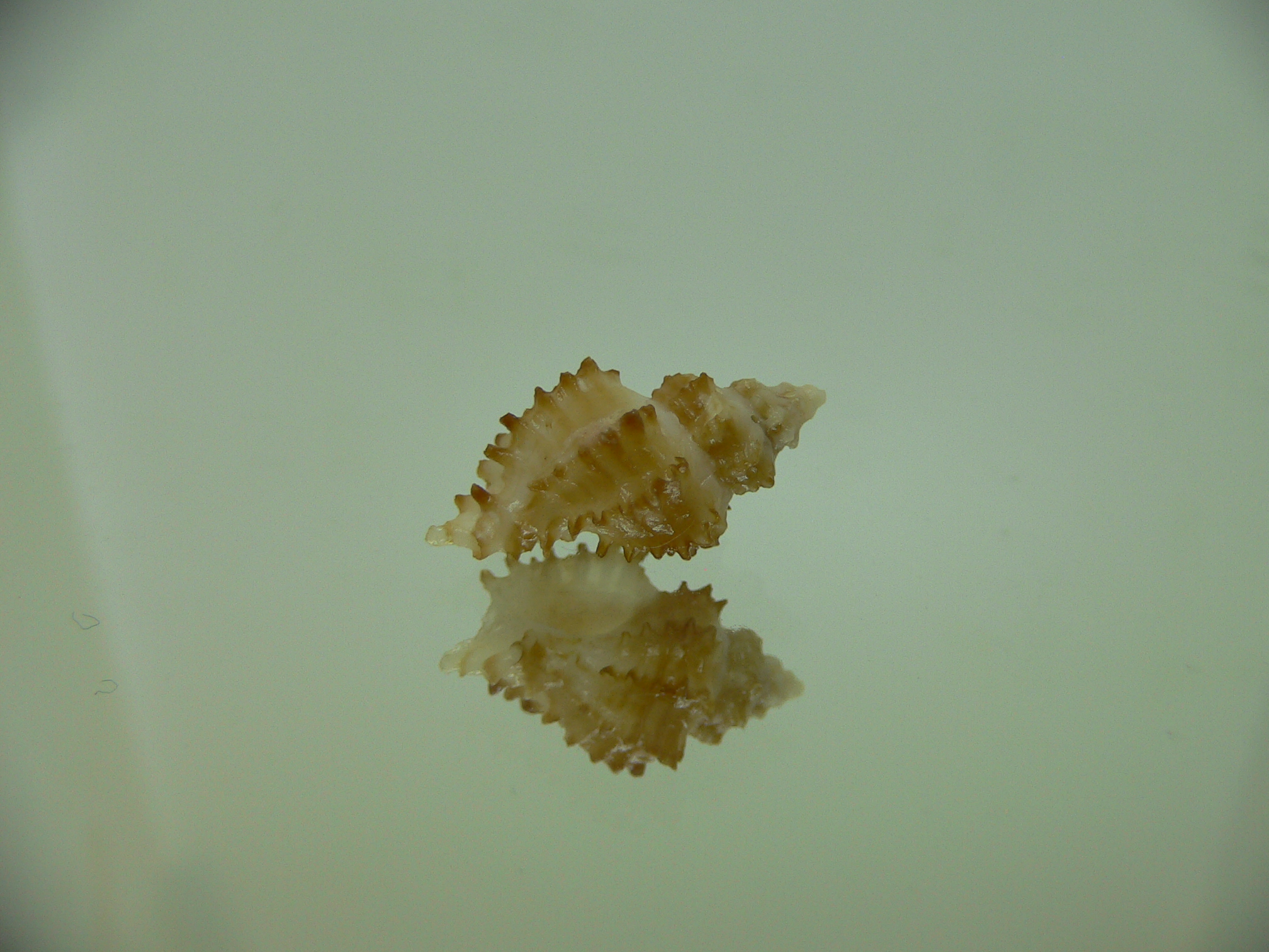 Rolandiella umblicata 1