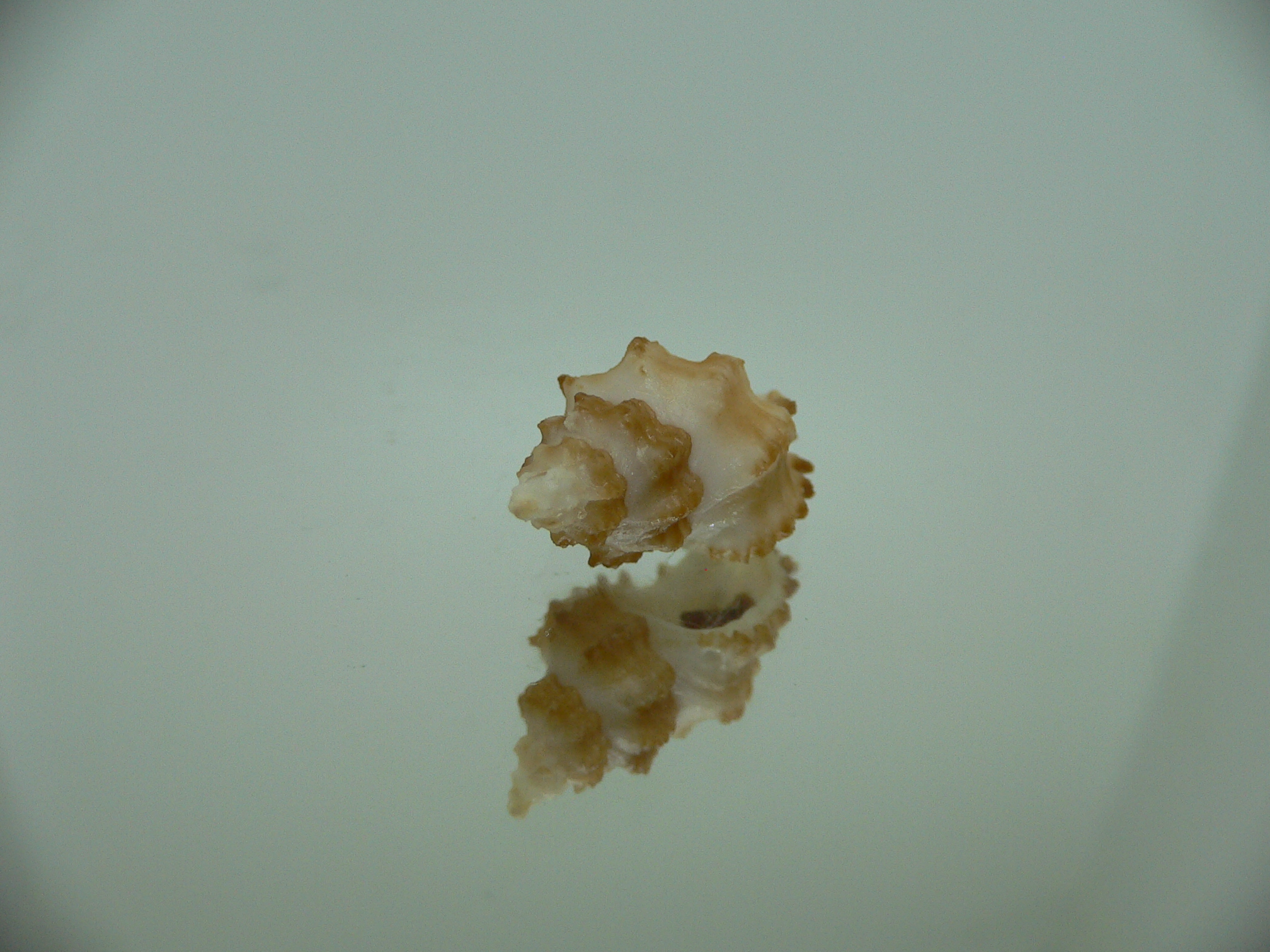 Rolandiella umblicata 1