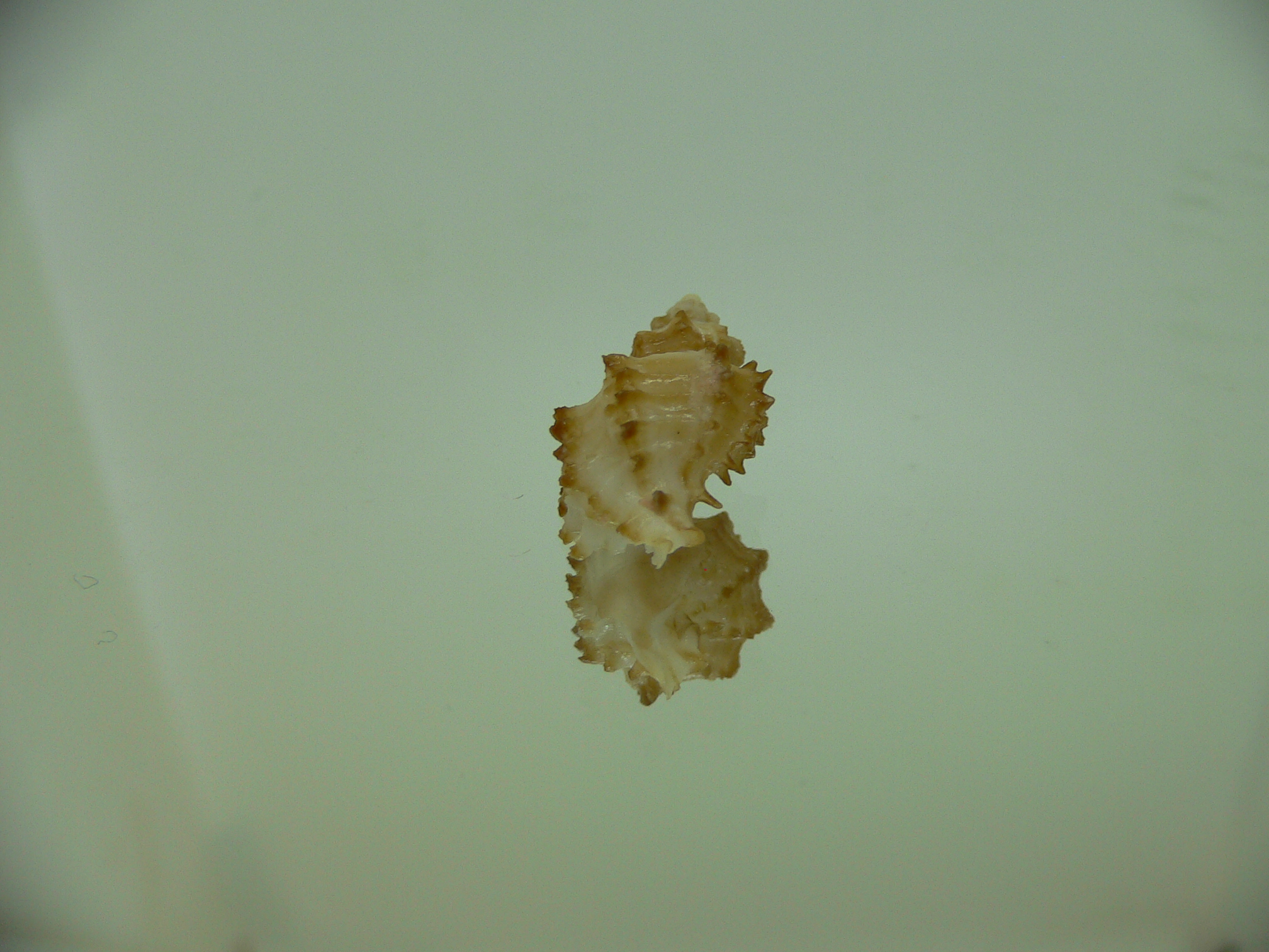 Rolandiella umblicata 1