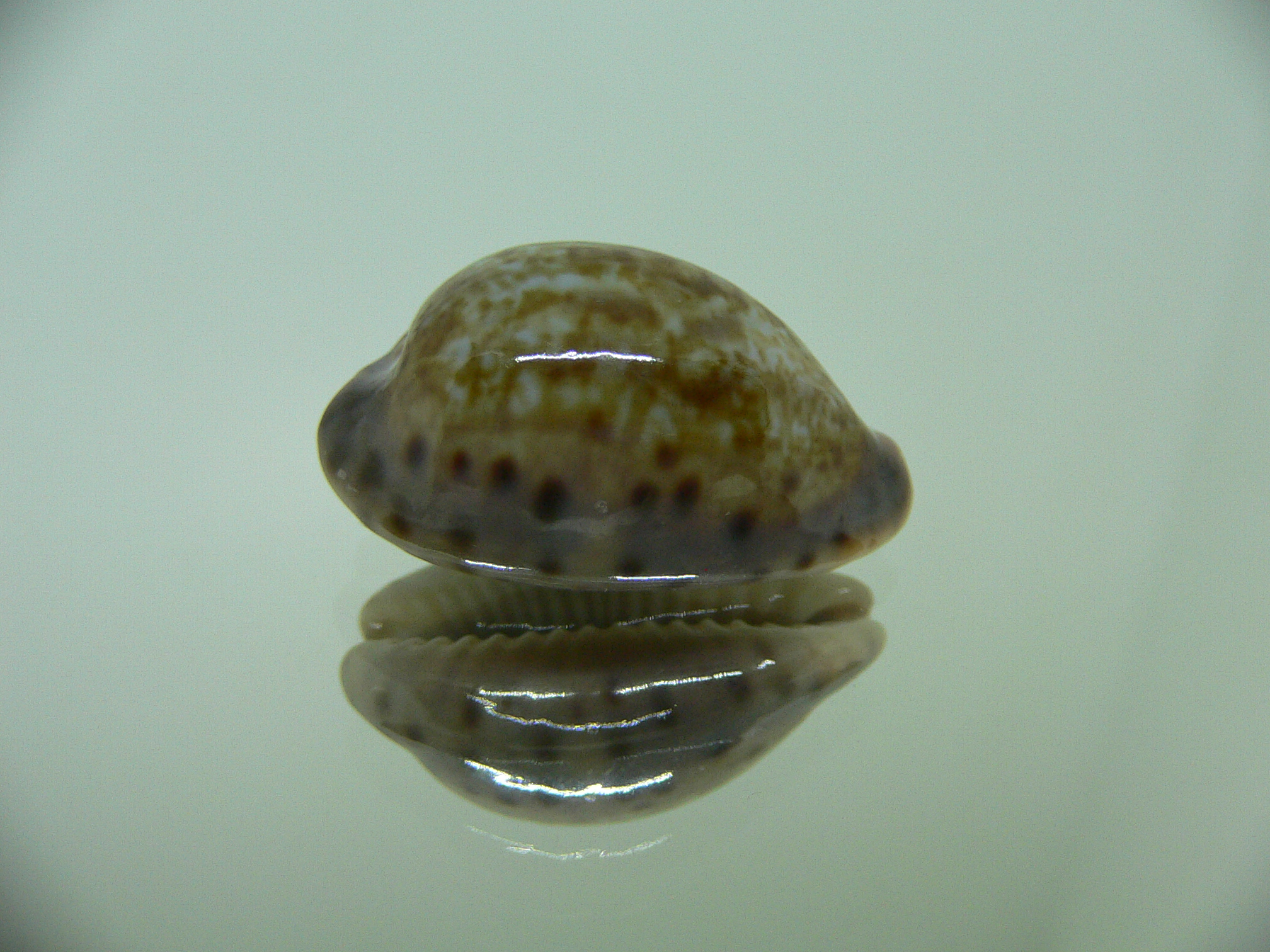 Cypraea zonaria COLOR BASE